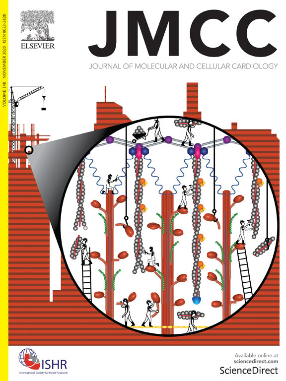 Martin TG, Kirk JA. Under construction: the dynamic assembly and degradation of the cardiac sarcomere. Journal of Molecular and Cellular Cardiology, 2020. PMID 32920010