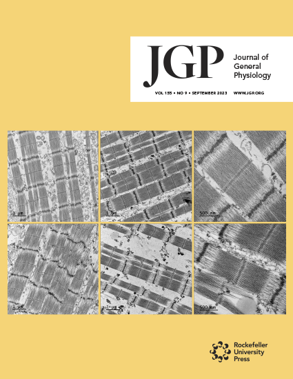 Ma W*, Lee KH*, Delligatti C*, Davis MT, Zheng Y, Gong H, Kirk JA, Craig R, Irving T. The structural and functional integrities of permeabilized porcine myocardium are mostly preserved by liquid nitrogen freezing. Journal of General Physiology, 2023, * co-first authors
