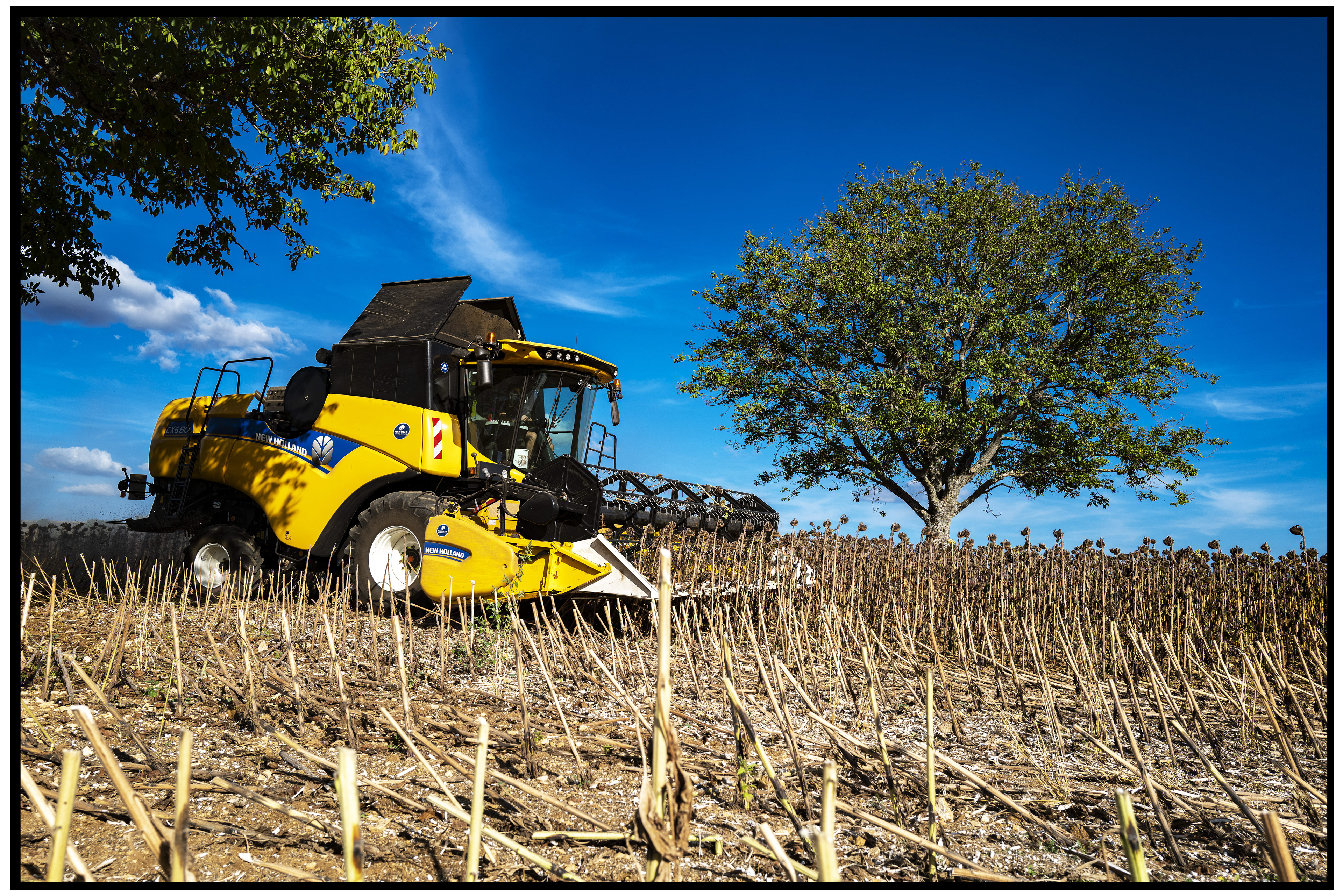 Tracteur en pleine récolte de tournesols, illustrant la mécanisation agricole dans les vastes champs de fleurs.
