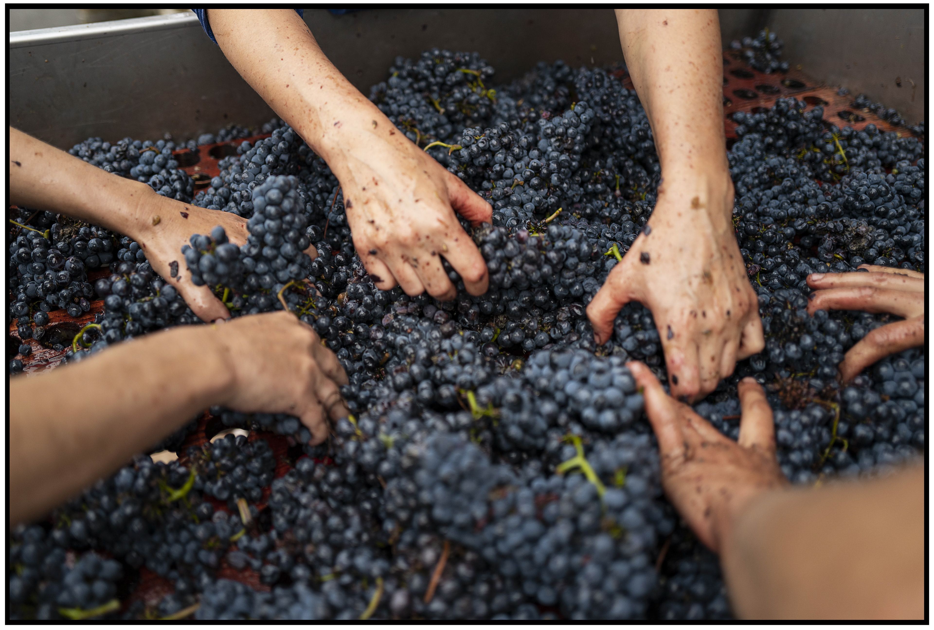 Des mains se préparent à presser une grappe de raisin, capturant le début du processus artisanal de transformation du fruit en jus, dans un geste chargé de tradition.