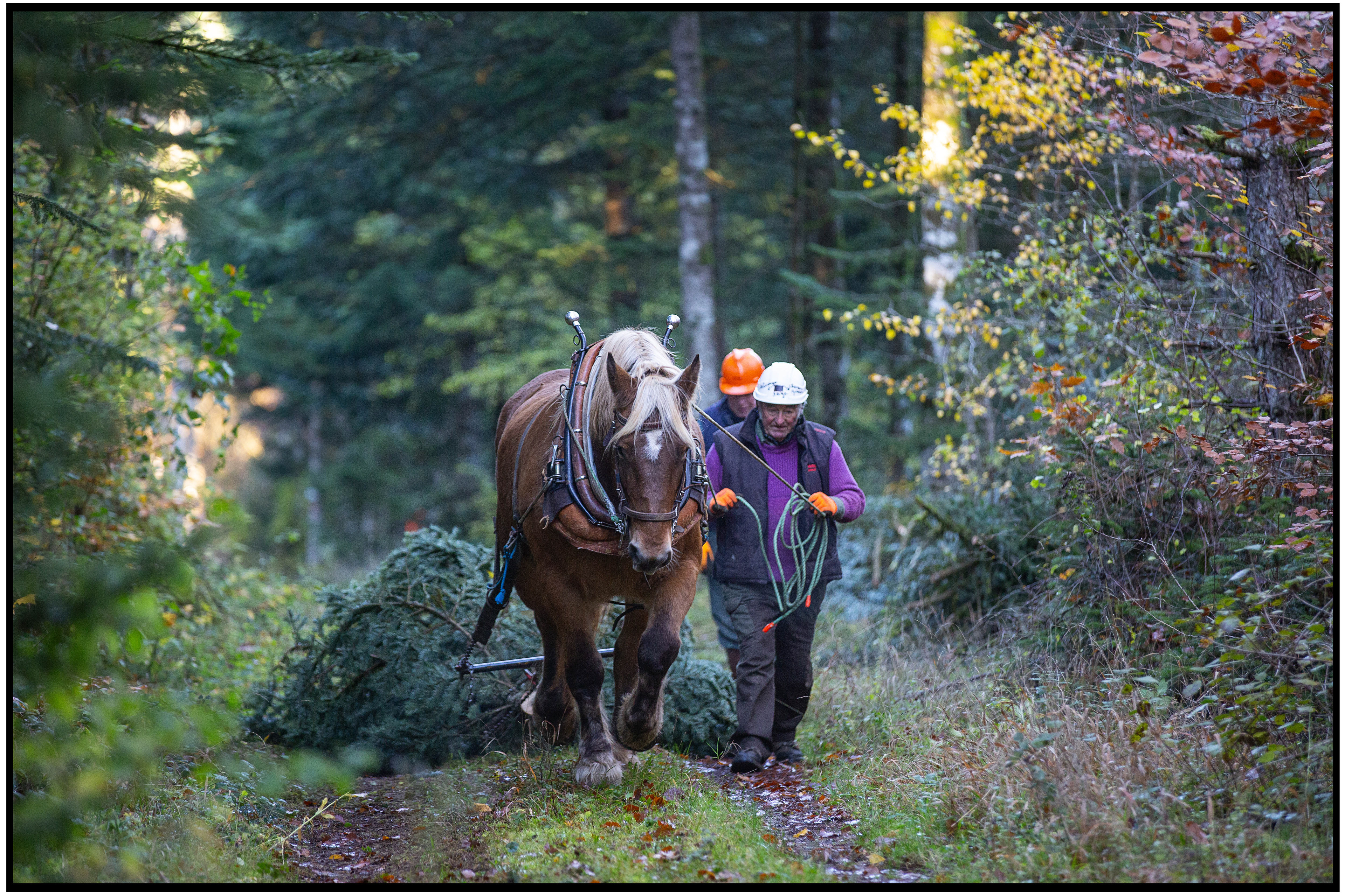 Un cheval de débardage tirant un tronc d'arbre à travers une forêt dense, dans une scène où la force animale surpasse les capacités des machines modernes.