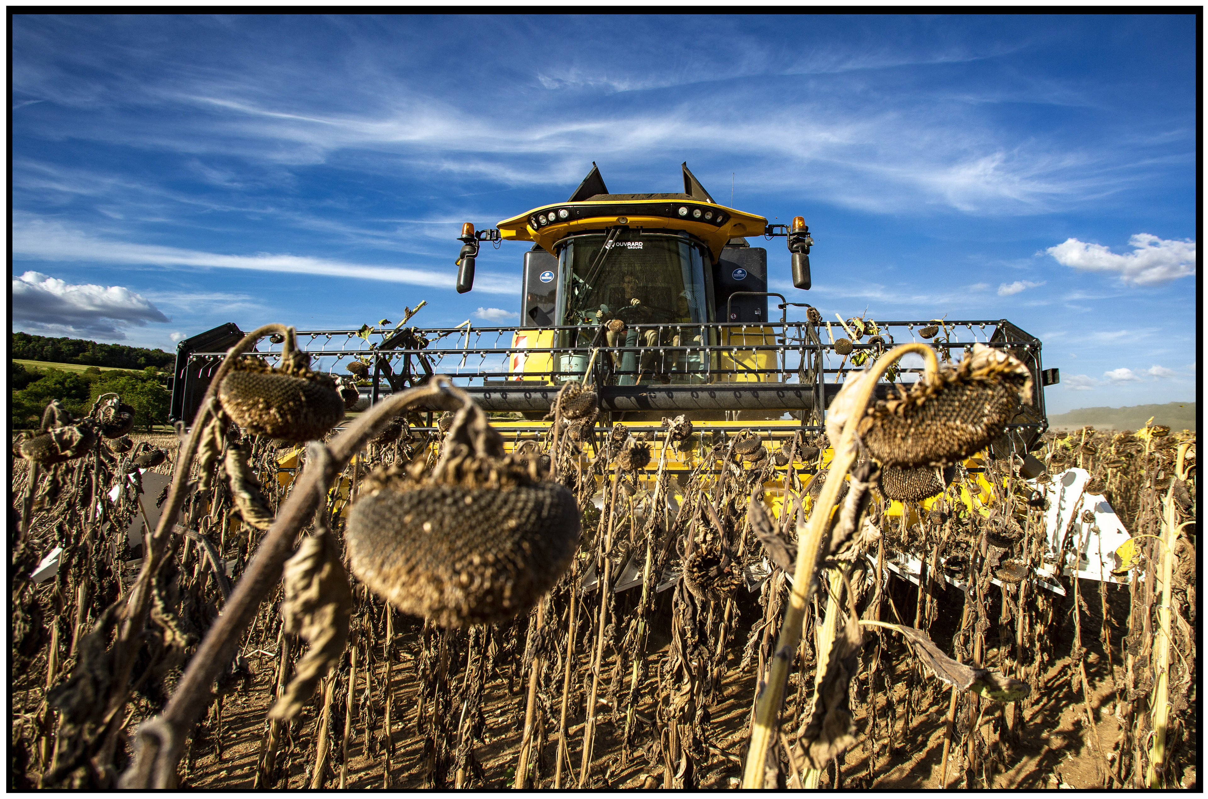 Un champ de tournesols à maturité, leurs têtes sombres et fanées en première ligne, prêt pour la récolte par un tracteur en arrière-plan.