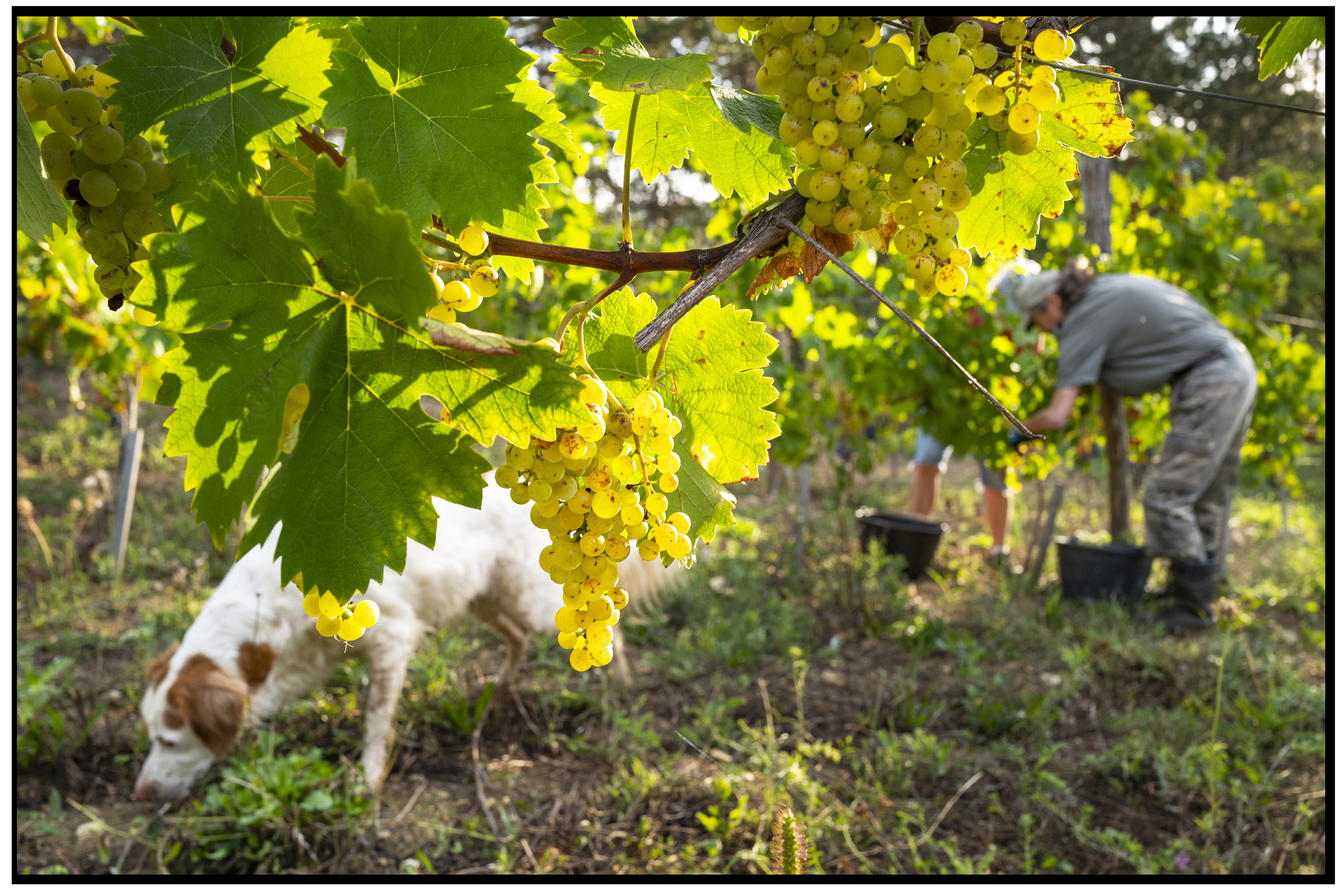 Un chien se promène au premier plan, tandis qu'en arrière-plan, un vendangeur se penche pour cueillir une grappe de raisin, capturant une scène tranquille au milieu des vignes.