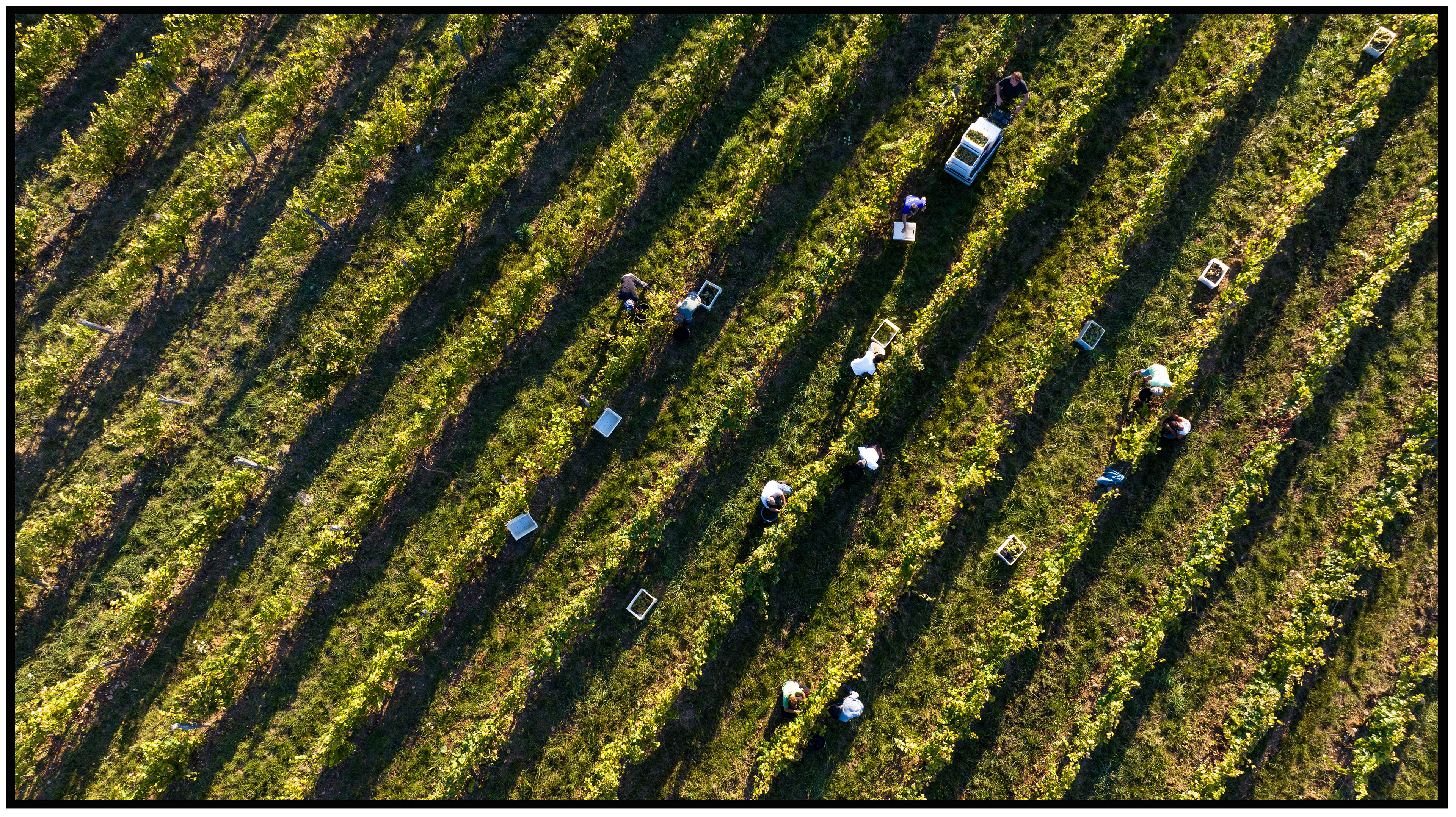 Vue aérienne d'une vigne en pleine vendange, les travailleurs apparaissant comme de petits points dispersés entre les rangées de vignes, capturant l'ampleur du travail manuel.