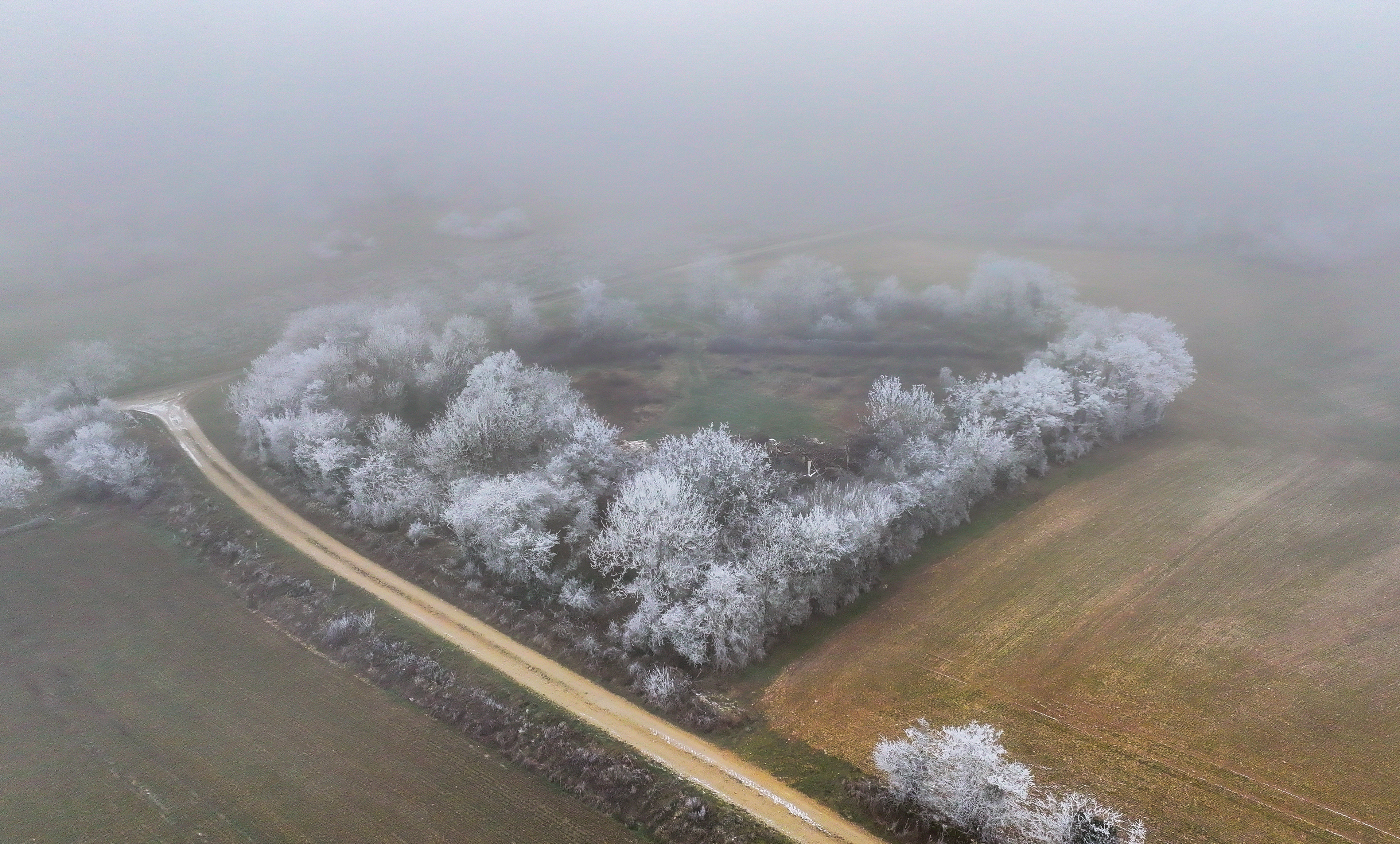 Vue aérienne d’arbres givrés alignés qui dessinent un cœur dans le brouillard, formant une scène poétique et mystérieuse.