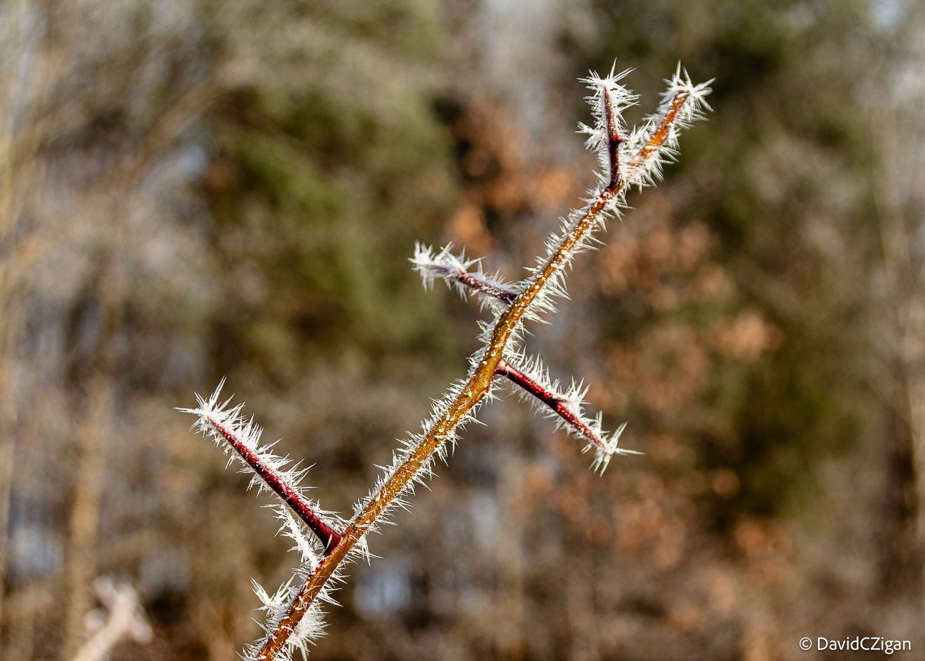 Morning light on Sharp Frost