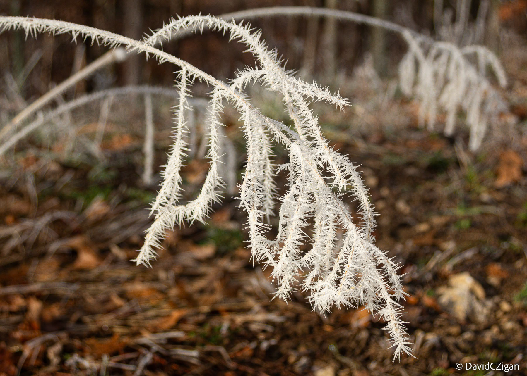 Morning light Heavy Frost