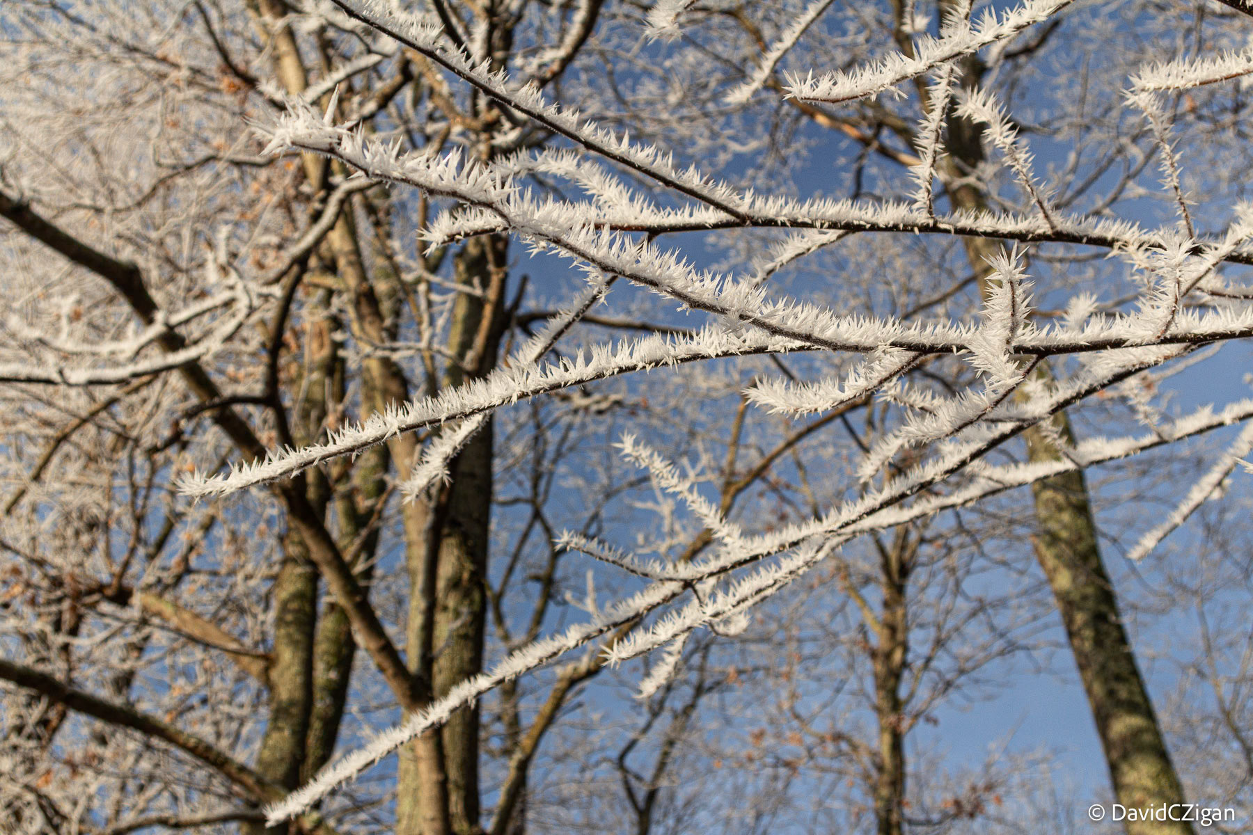 Morning light on unique frost above