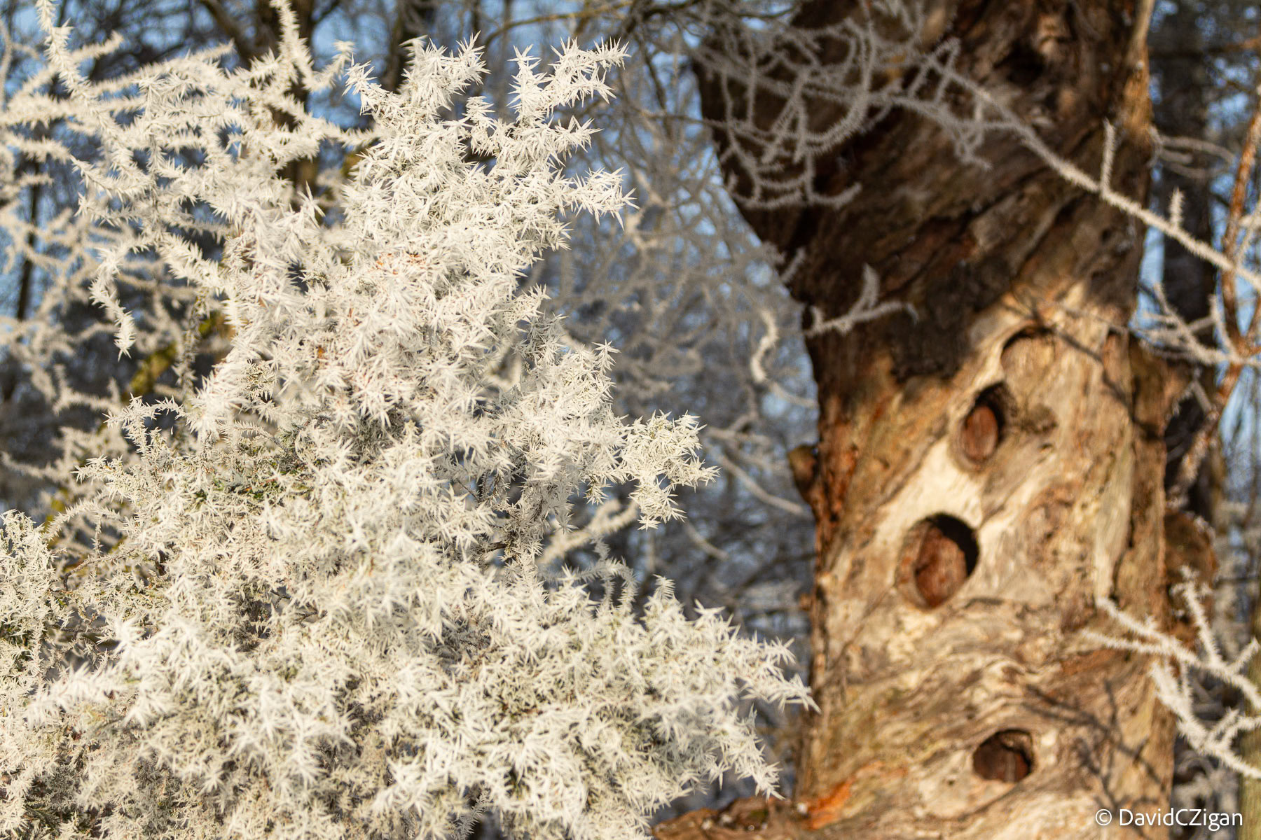 Morning light Frosty bush by old tree