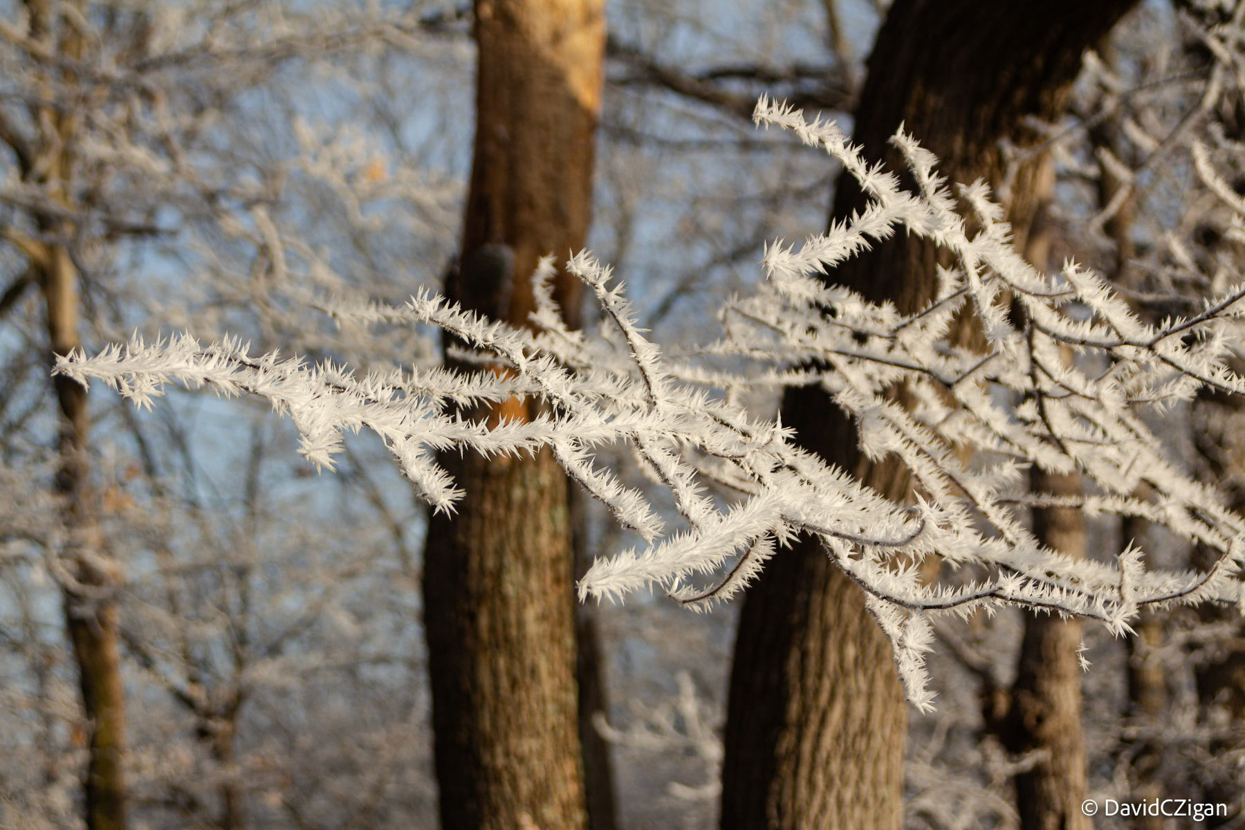 Morning light on unique frost