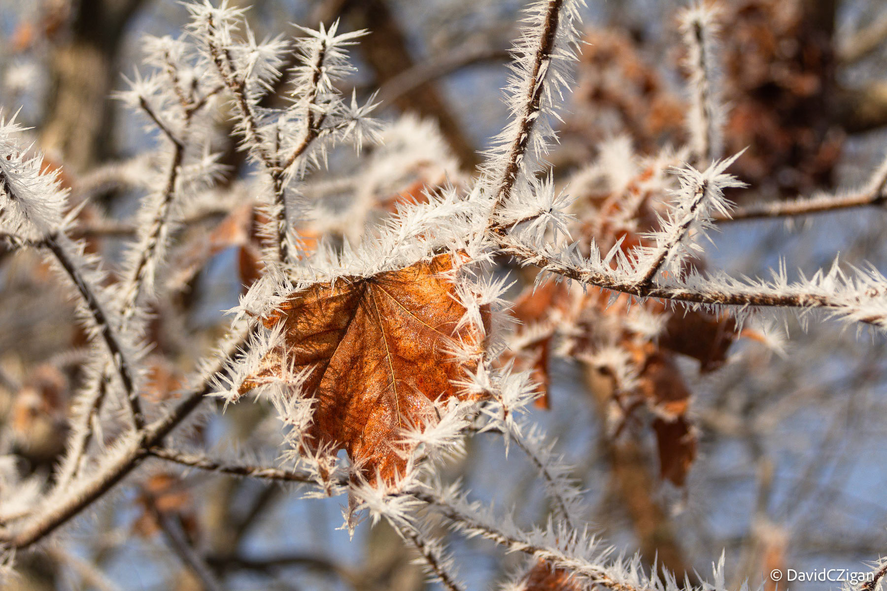 Morning light Frosty leaf