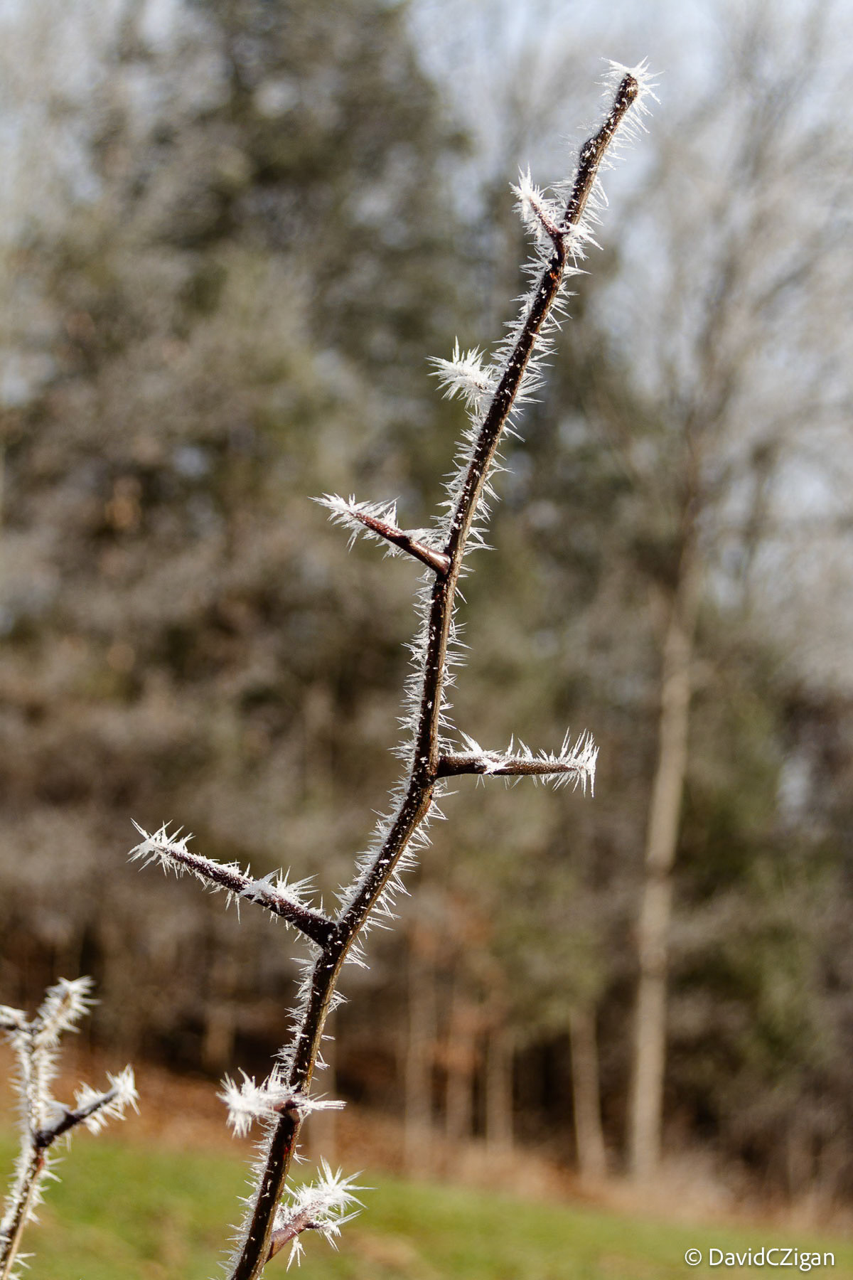 Morning light Frosty thorns