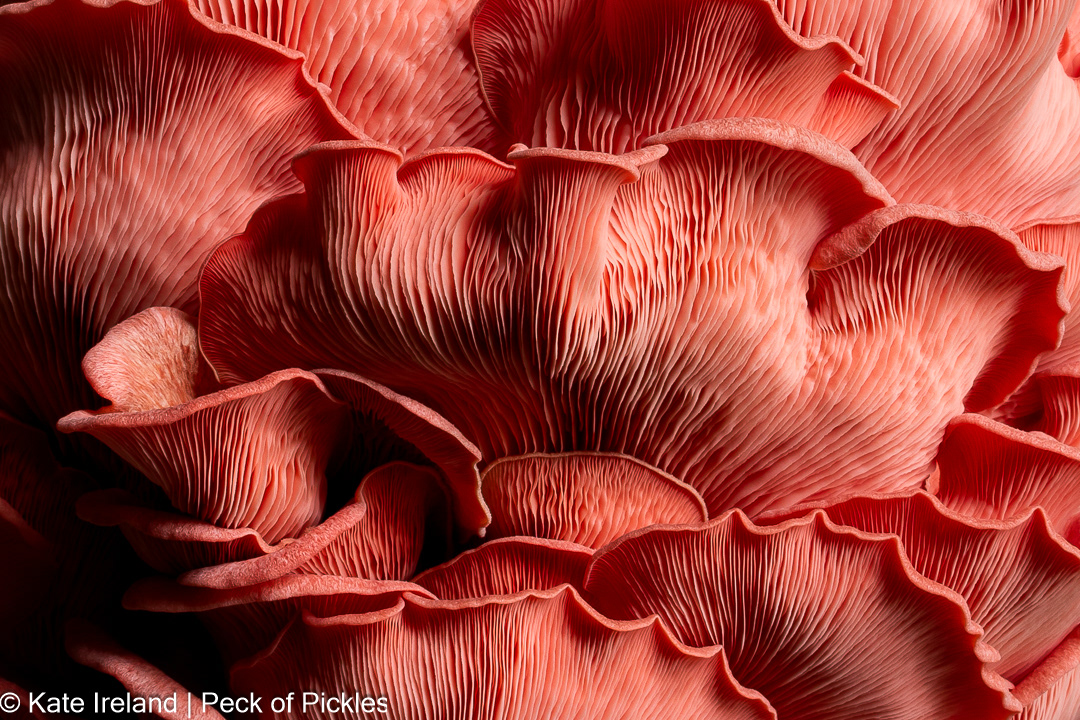 pink oyster mushrooms close up, finalist awarded 3rd place, cream of the crop, world food photography awards 2025