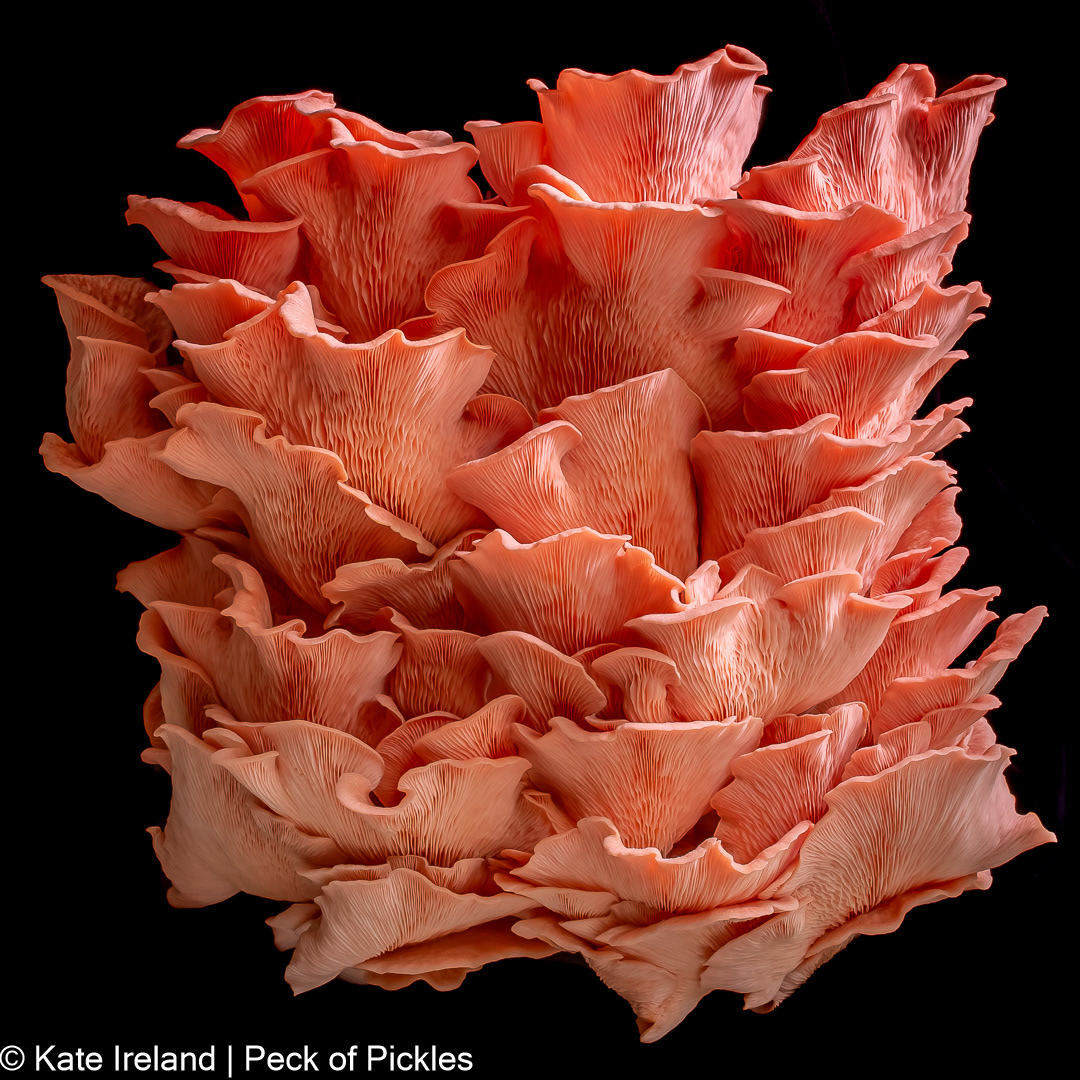 pink oyster full fruiting, pink oyster waves series, commended award, australasia's top emerging photographers 2025
