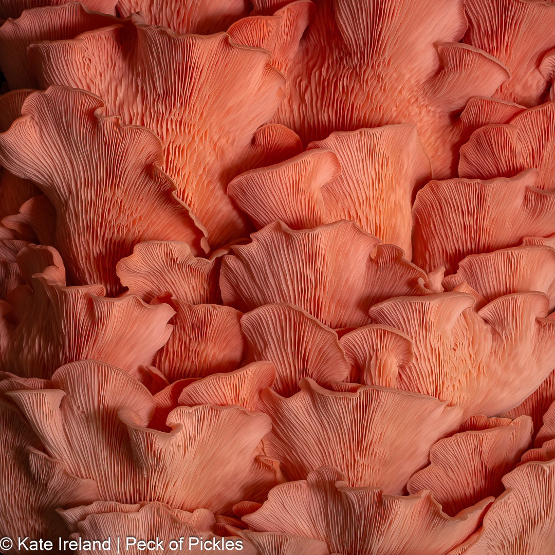 pink oyster flatlay, pink oyster waves series, commended award, australasia's top emerging photographers 2025