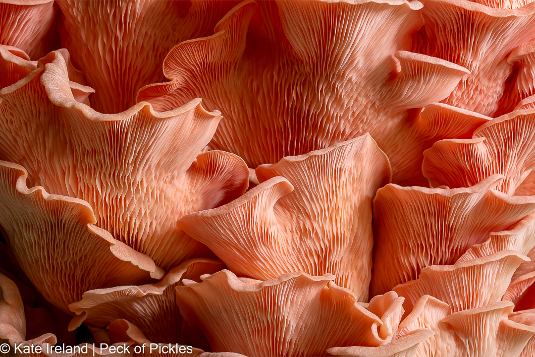 Pink Oyster Rolling Waves, Won Commended Award in the Art Category, Australasia's Top Emerging Photographers 2025