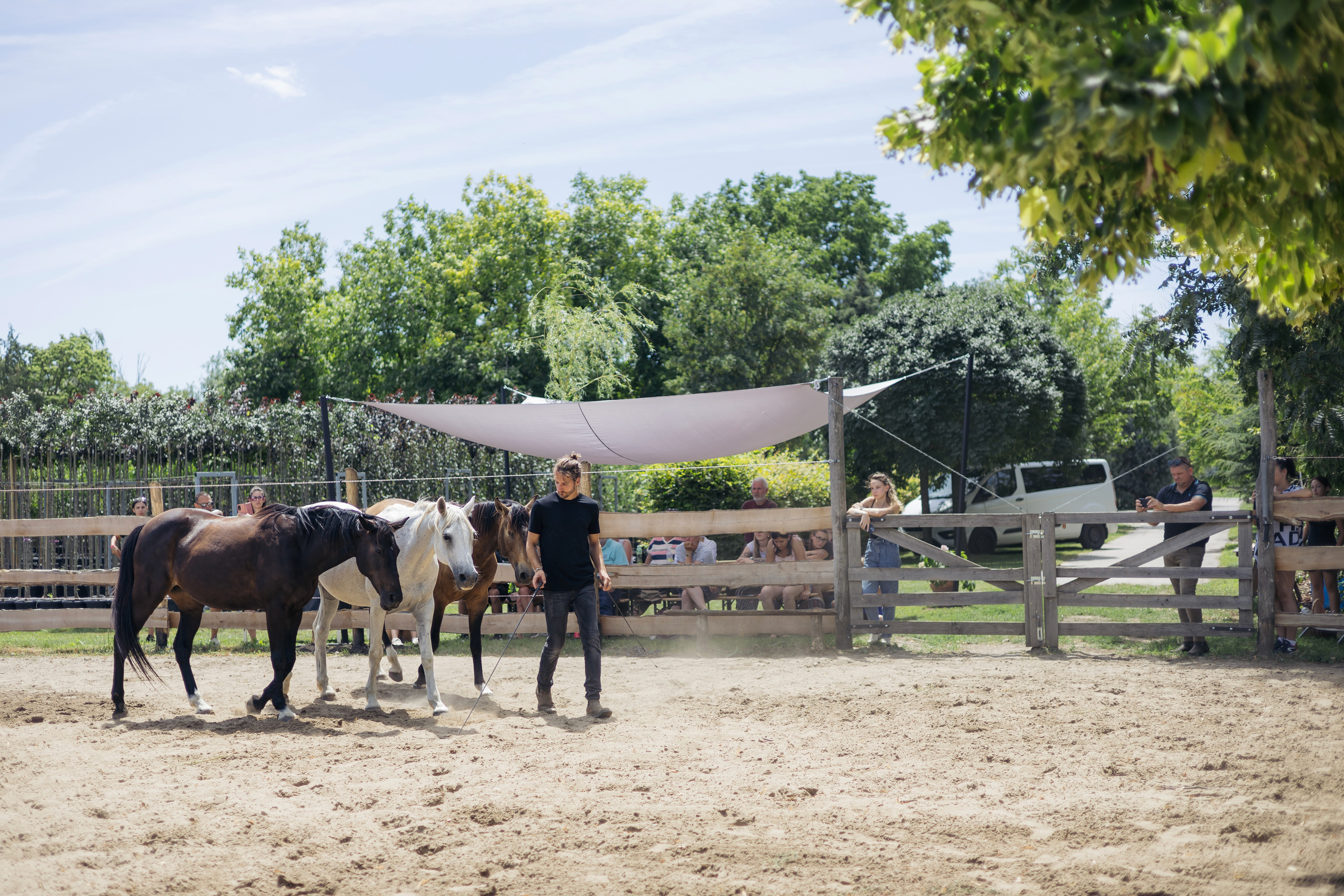 Liberty horse training demo day Demo day