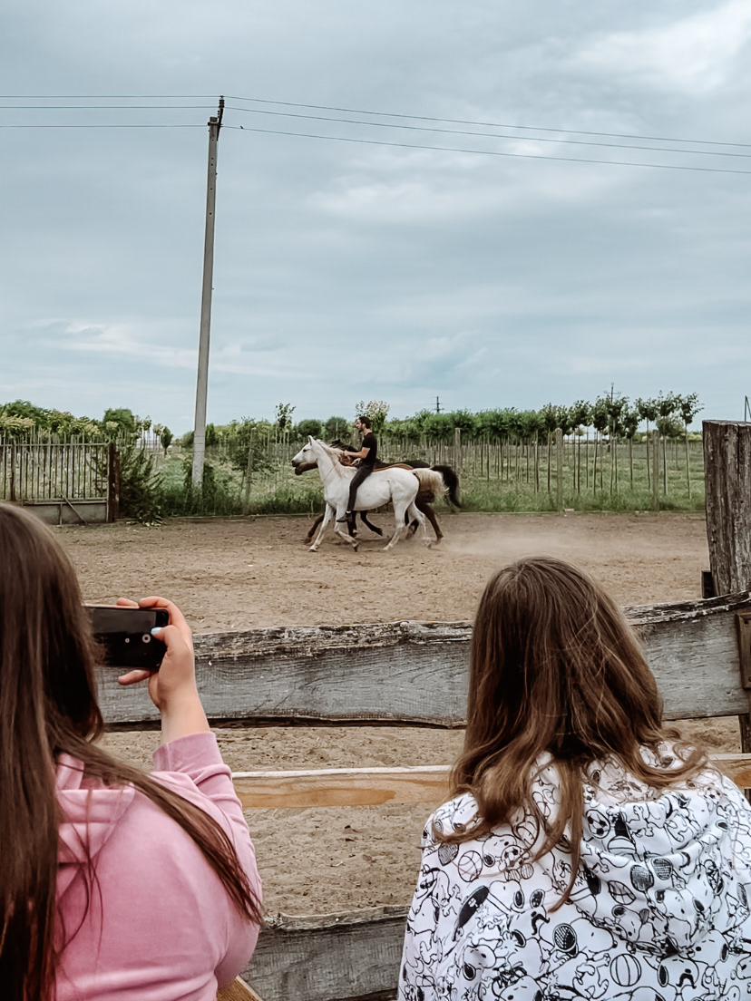 Liberty horse training home demo day