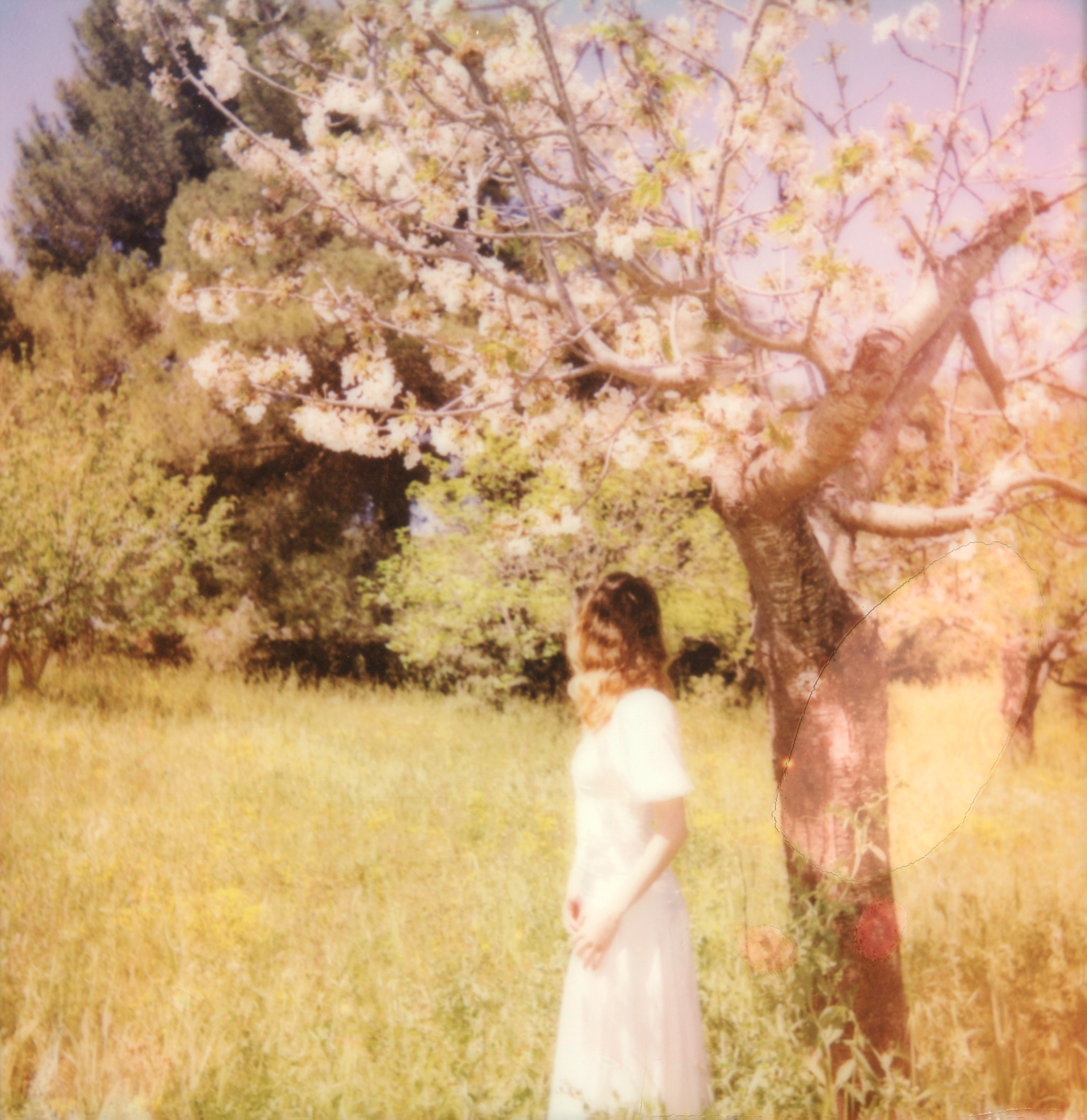 Under the Almond Tree • 2022