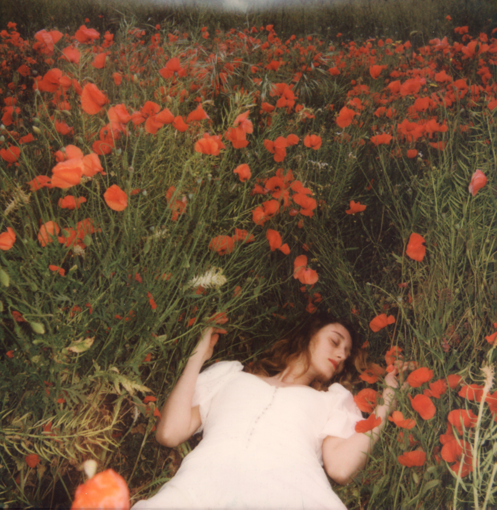 The Fallen Poppy • 2022