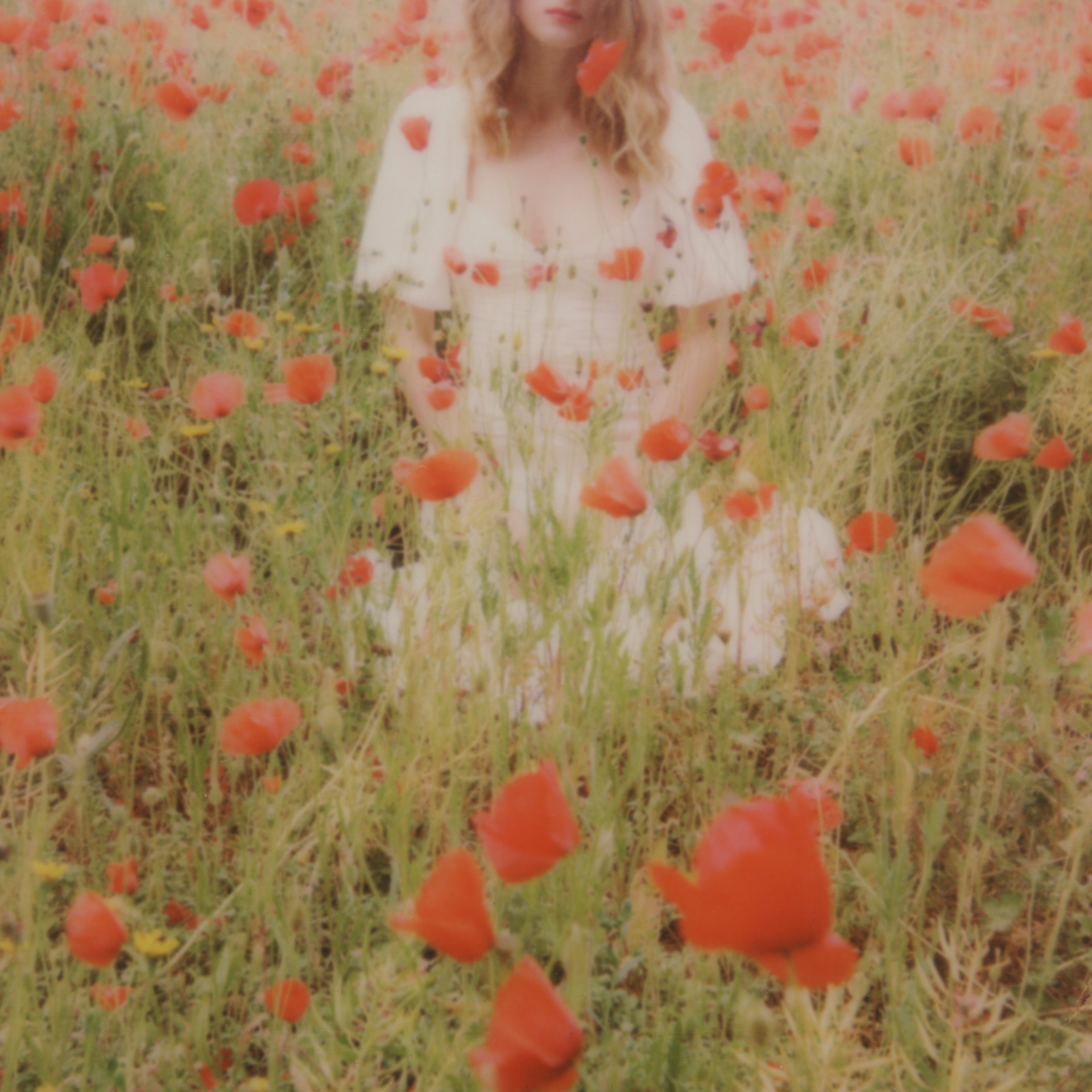 The Poppies • 2022