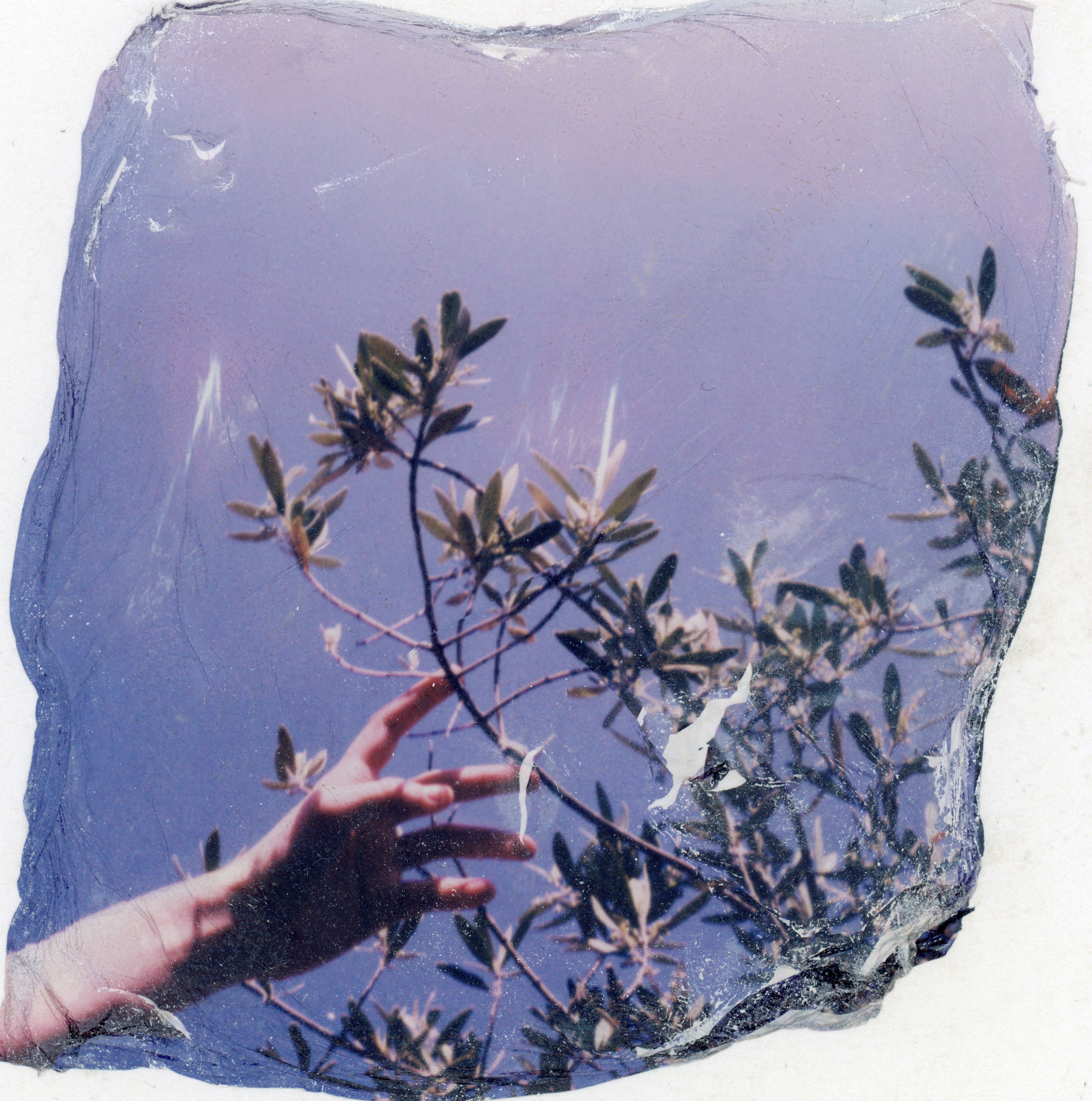 Untitled • First emulsion lift • 2021