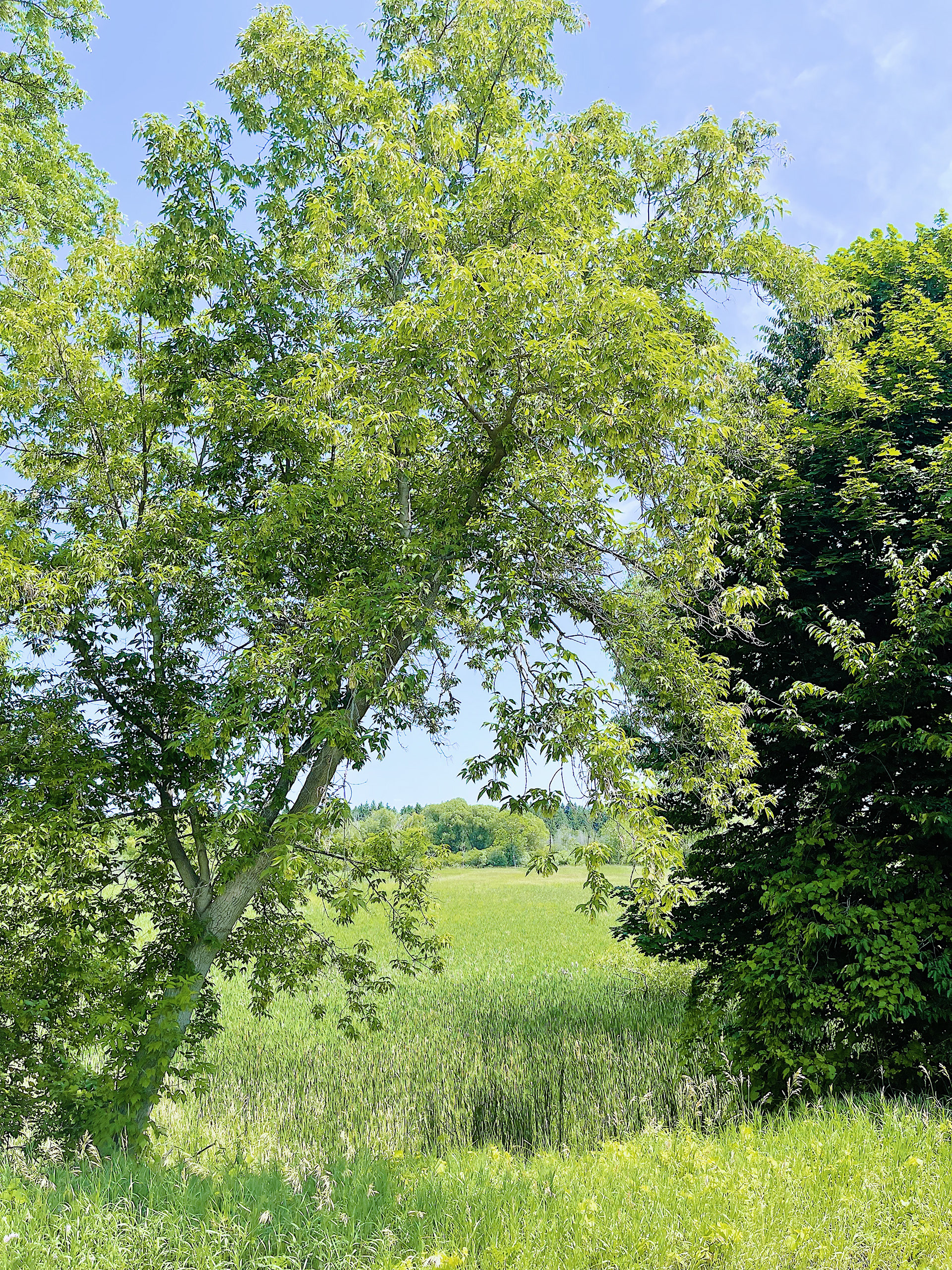 Michigan Greenery