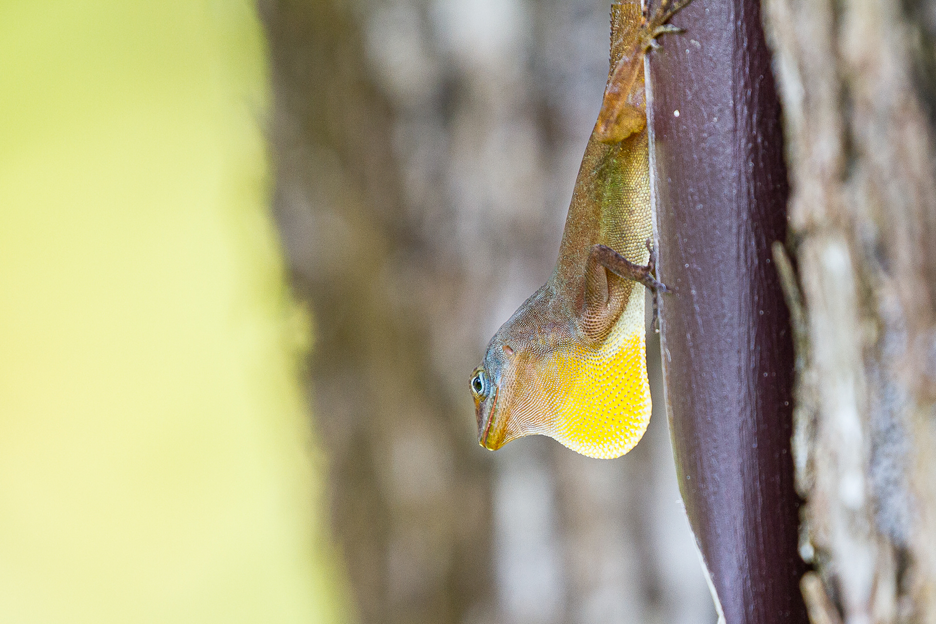 St Lucia Anole, St Lucia 2016