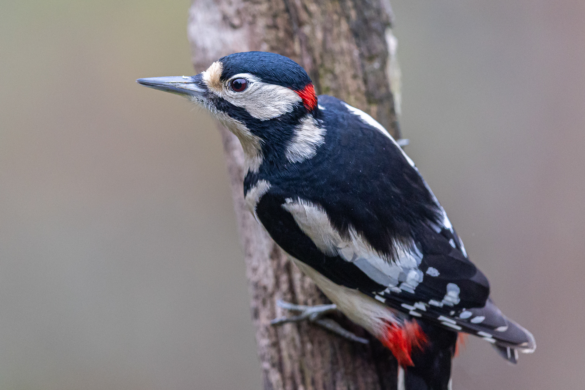 Great Spotted Woodpecker, Methley 2022