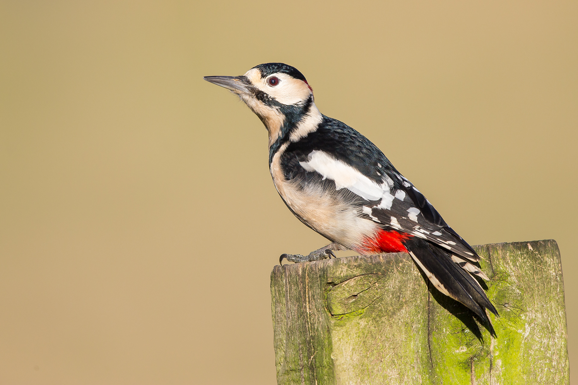 Great Spotted Woodpecker, Sheffield, 2021