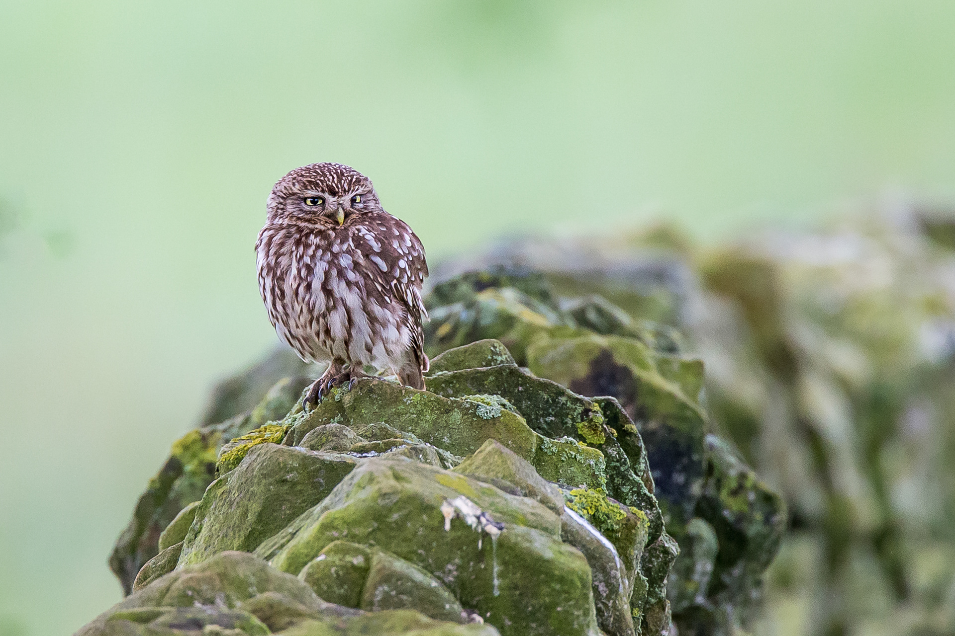 Little Owl, Derbyshire, 2020
