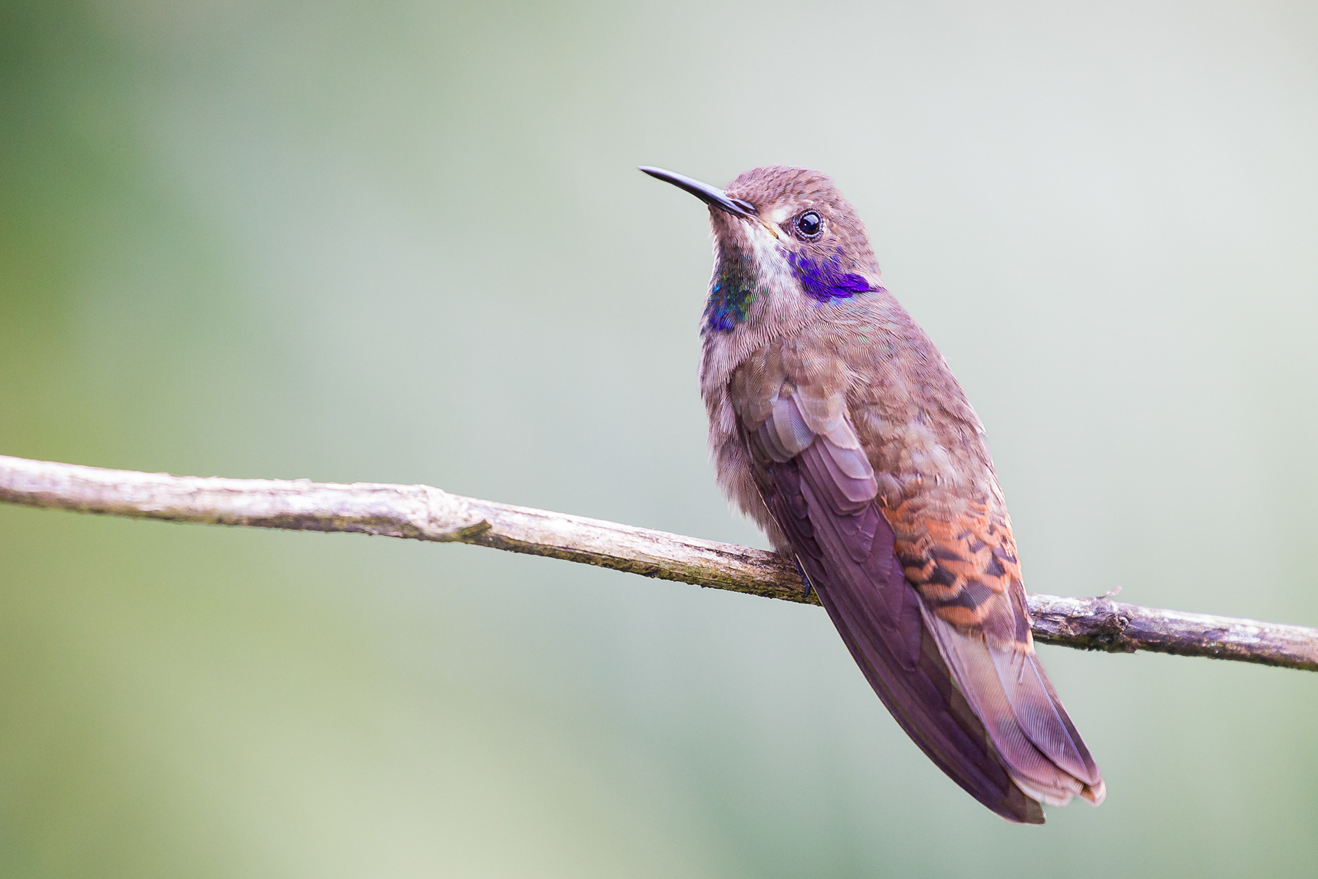 Brown Violetear, Trinidad 2018