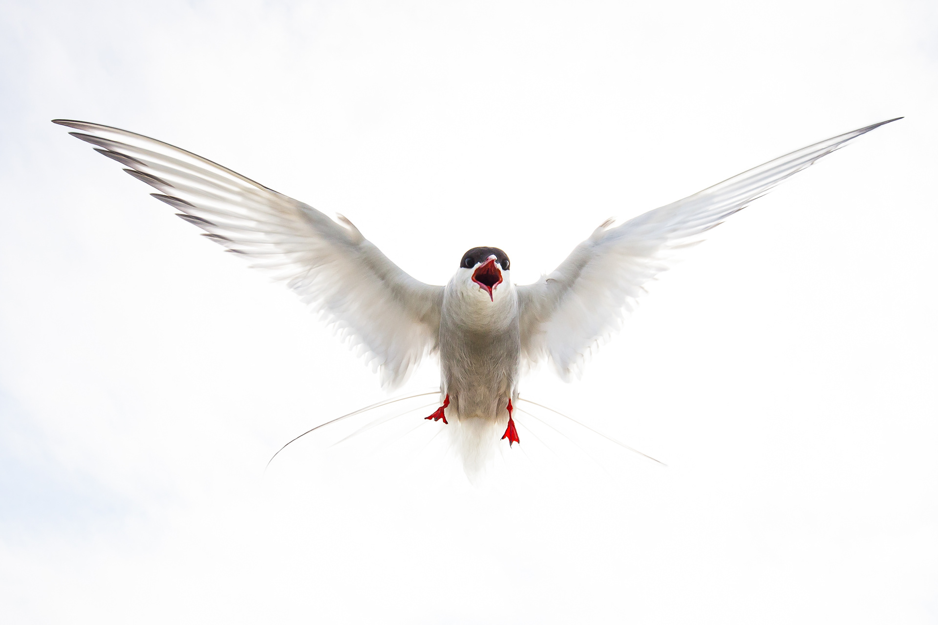 Artic Tern, Farne Islands 2018