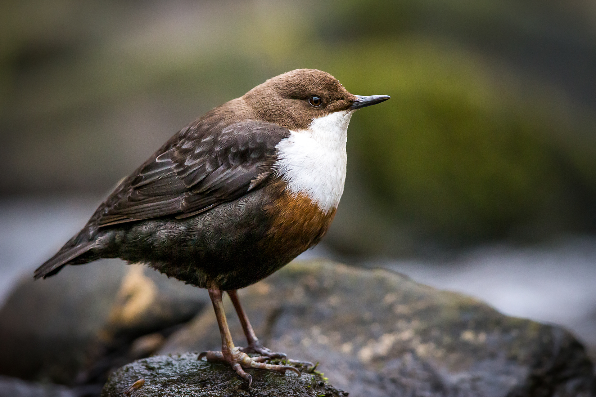 Dipper, Sheffield 2021
