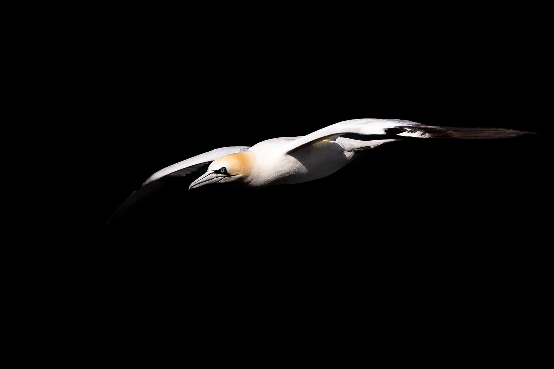 Gannet, Bempton 2022