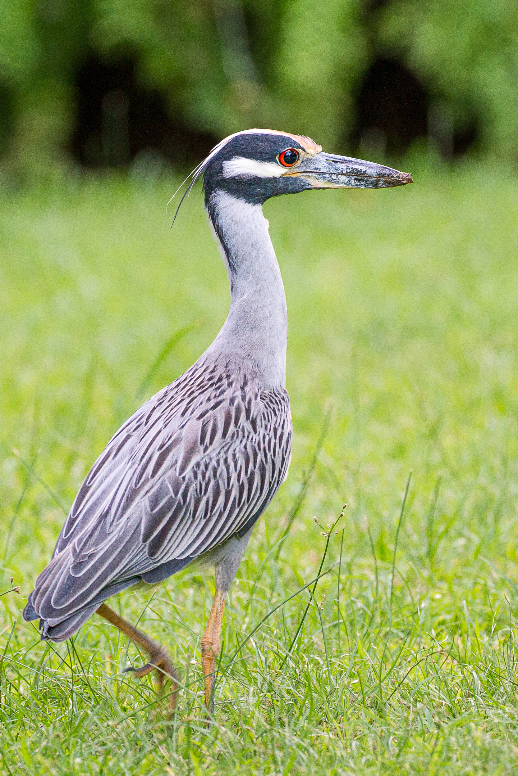 Yellow-Crowned Night Heron, St Lucia 2016