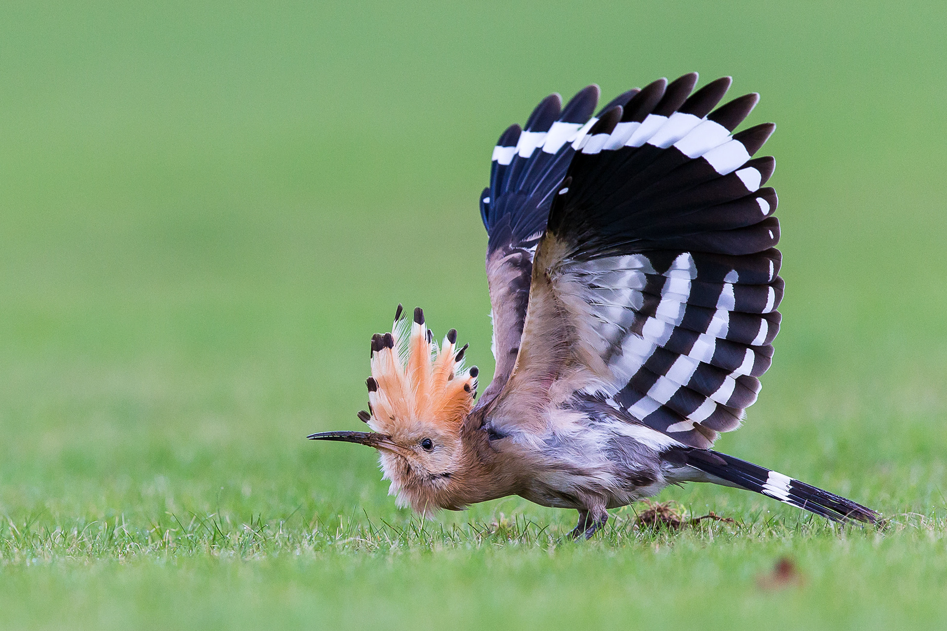 Hoopoe, Leeds 2020
