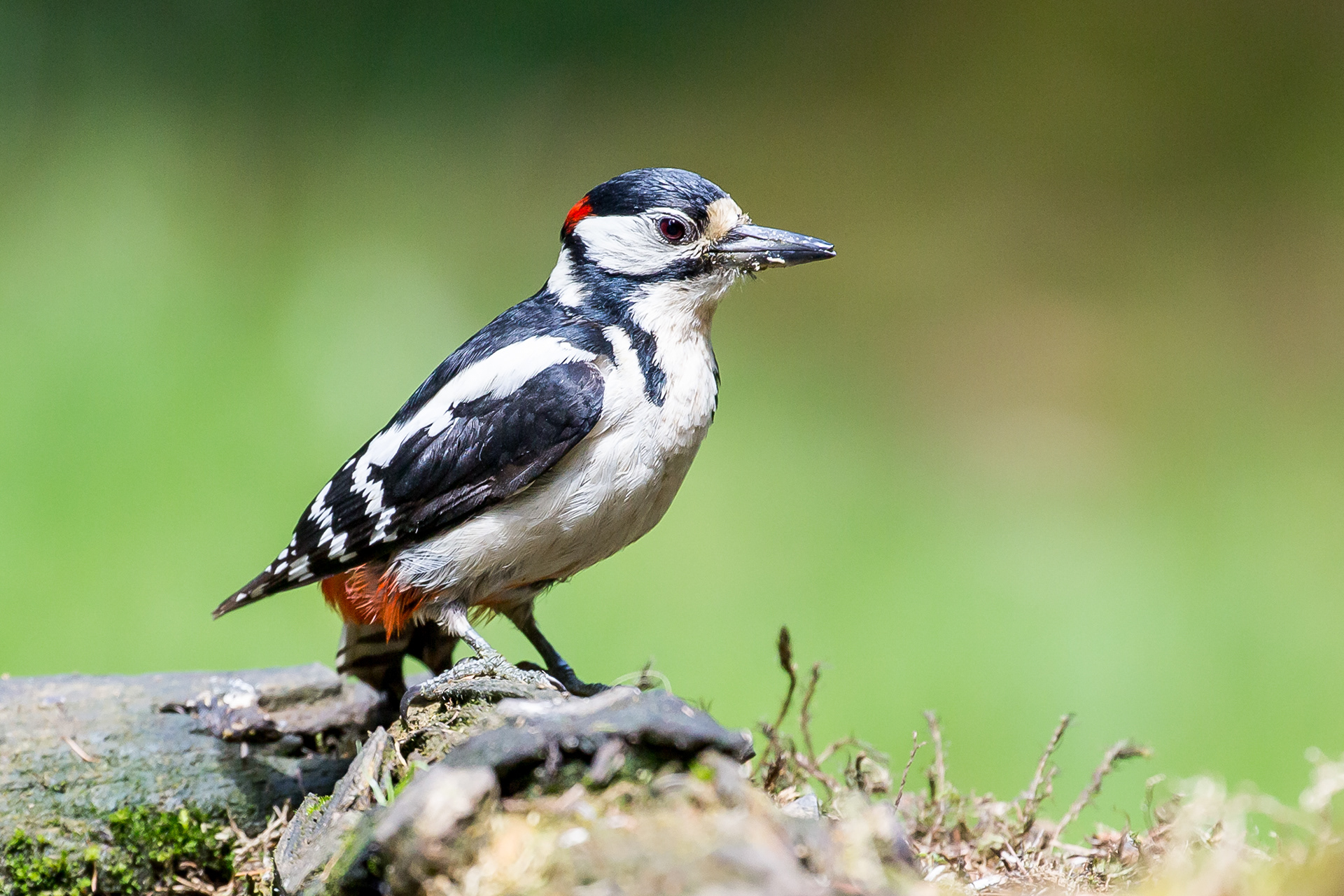 Great Spotted Woodpecker, Hawes, 2021