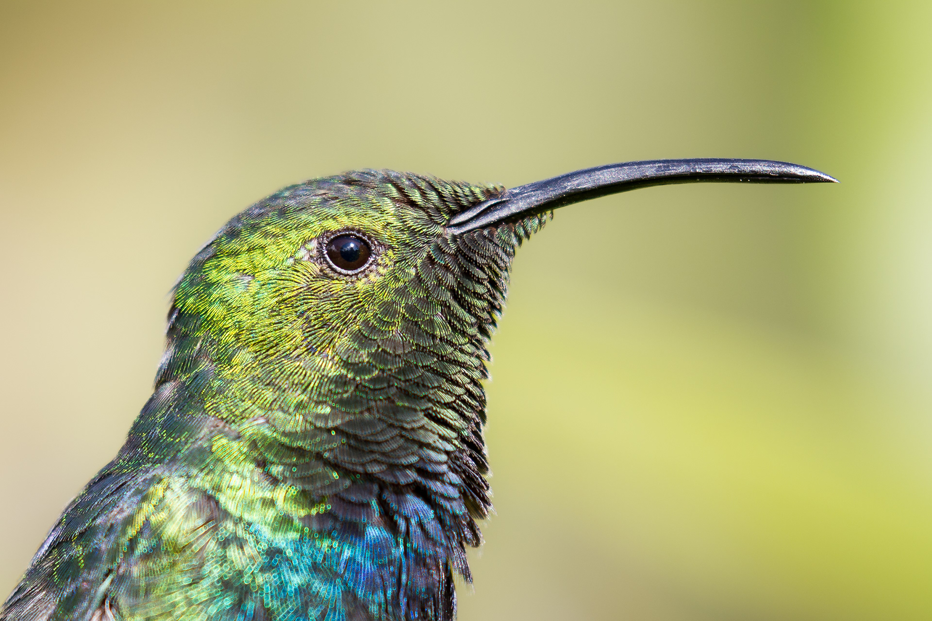 Green-Throated Carib, St Lucia 2016