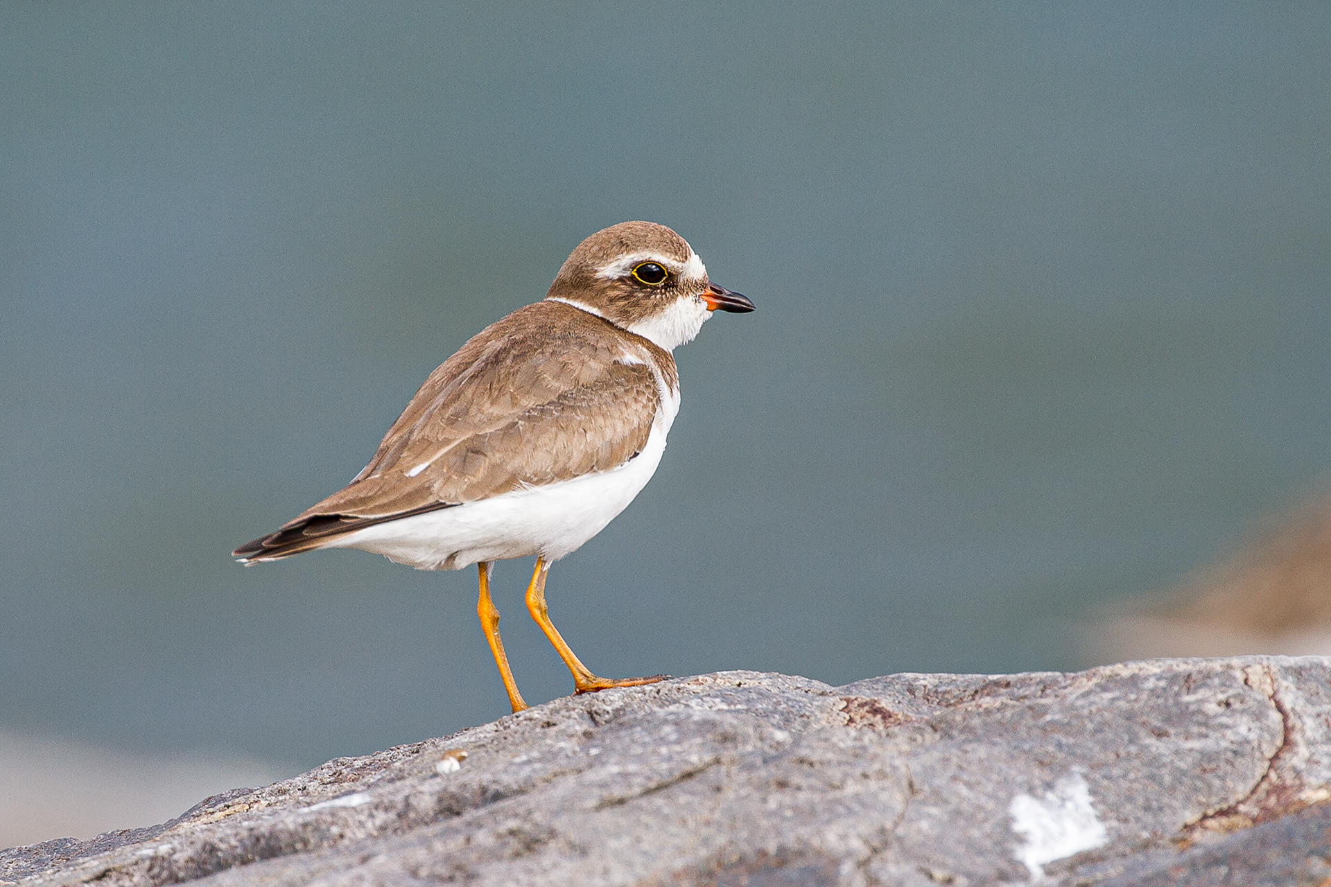 Semi-Palmated Plover, St Lucia 2016