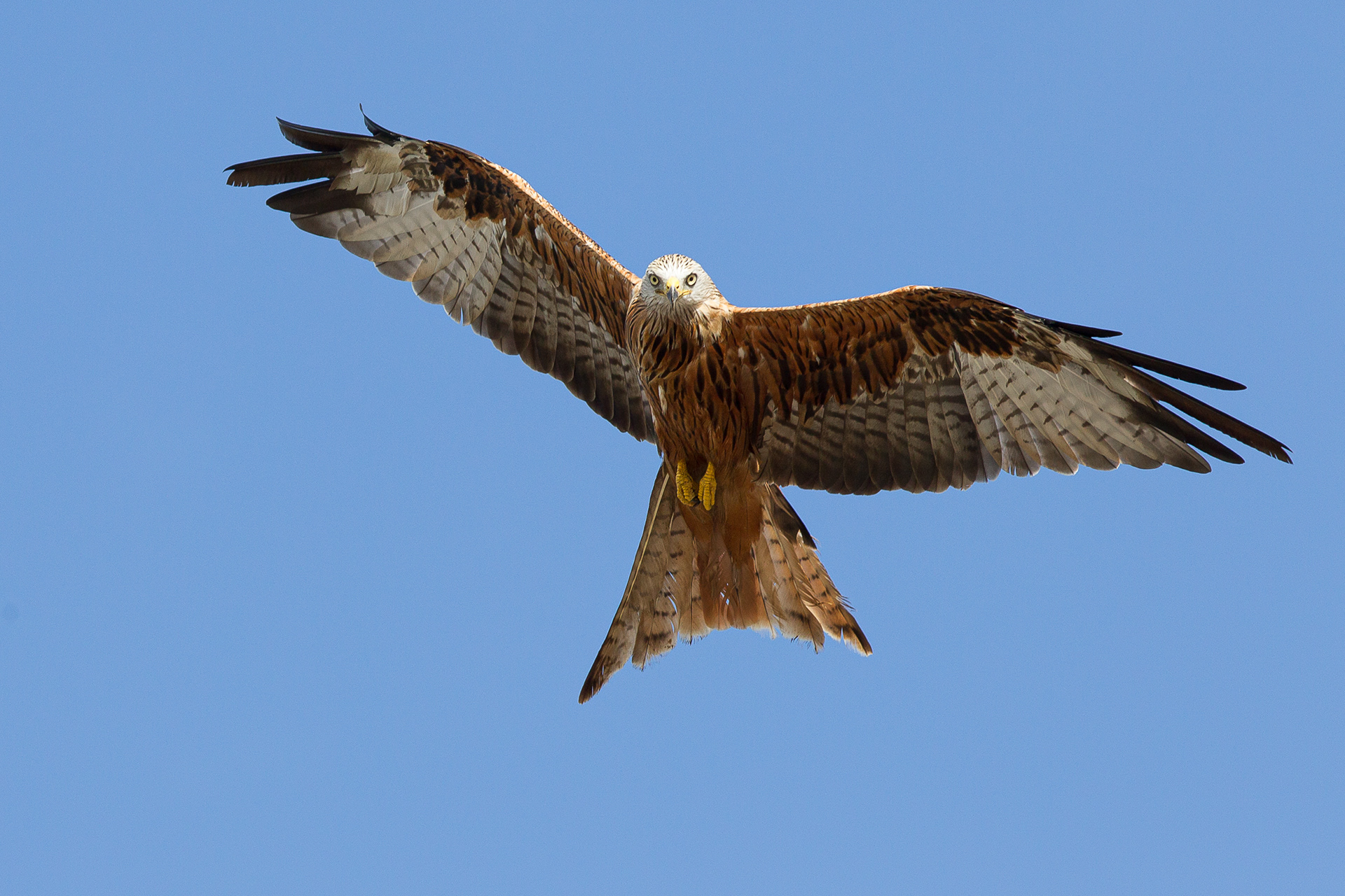 Red Kite, Oxfordshire 2018