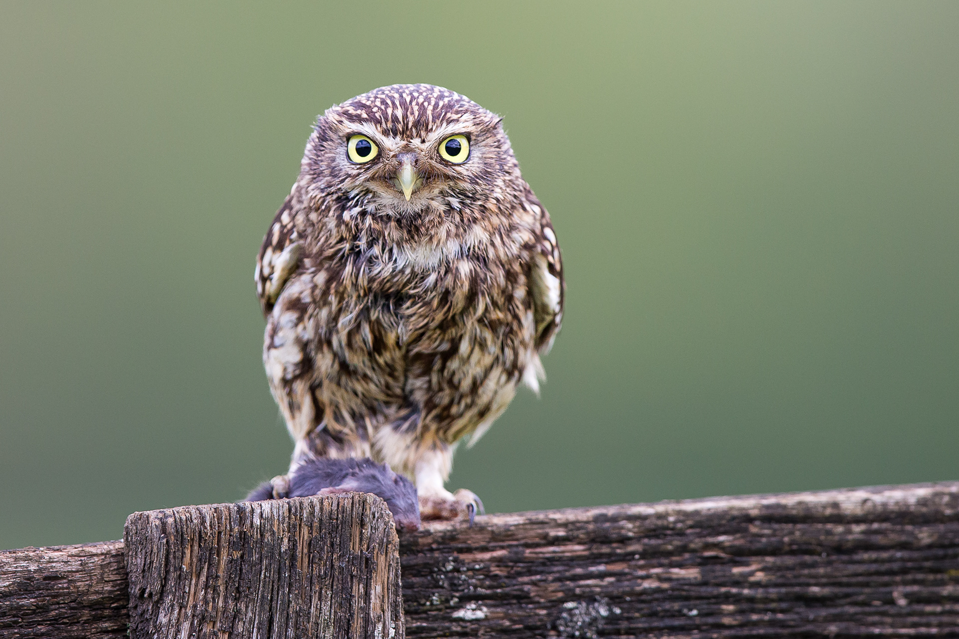 Little Owl, Worcester 2021