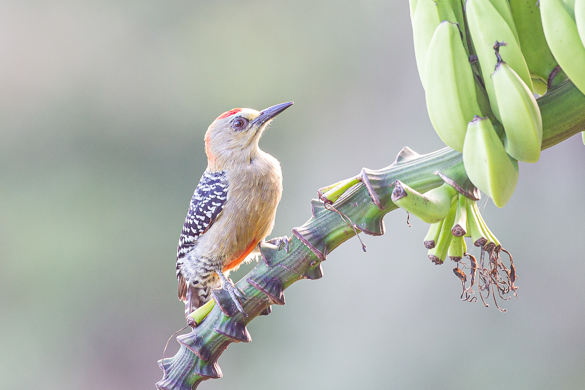 Red-Crowned Woodpecker,  Tobago 2017