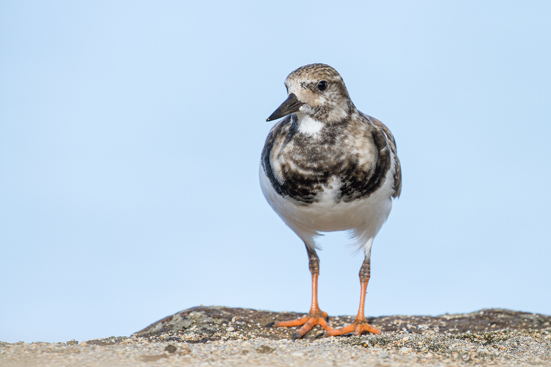 Ruddy Turnstone, St Lucia 2016