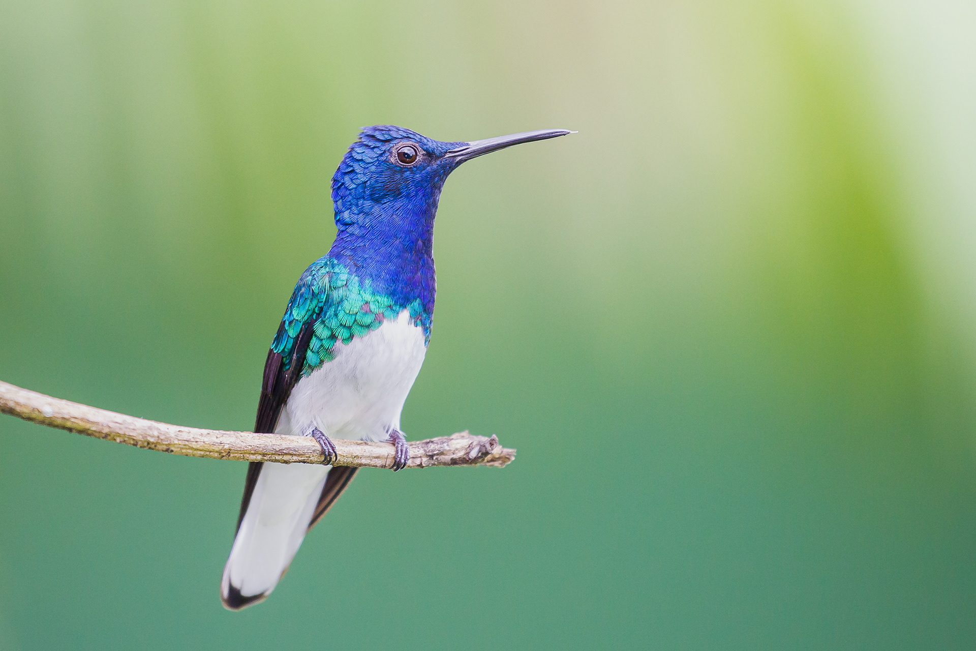 White-Necked Jacobin, Trinidad 2018