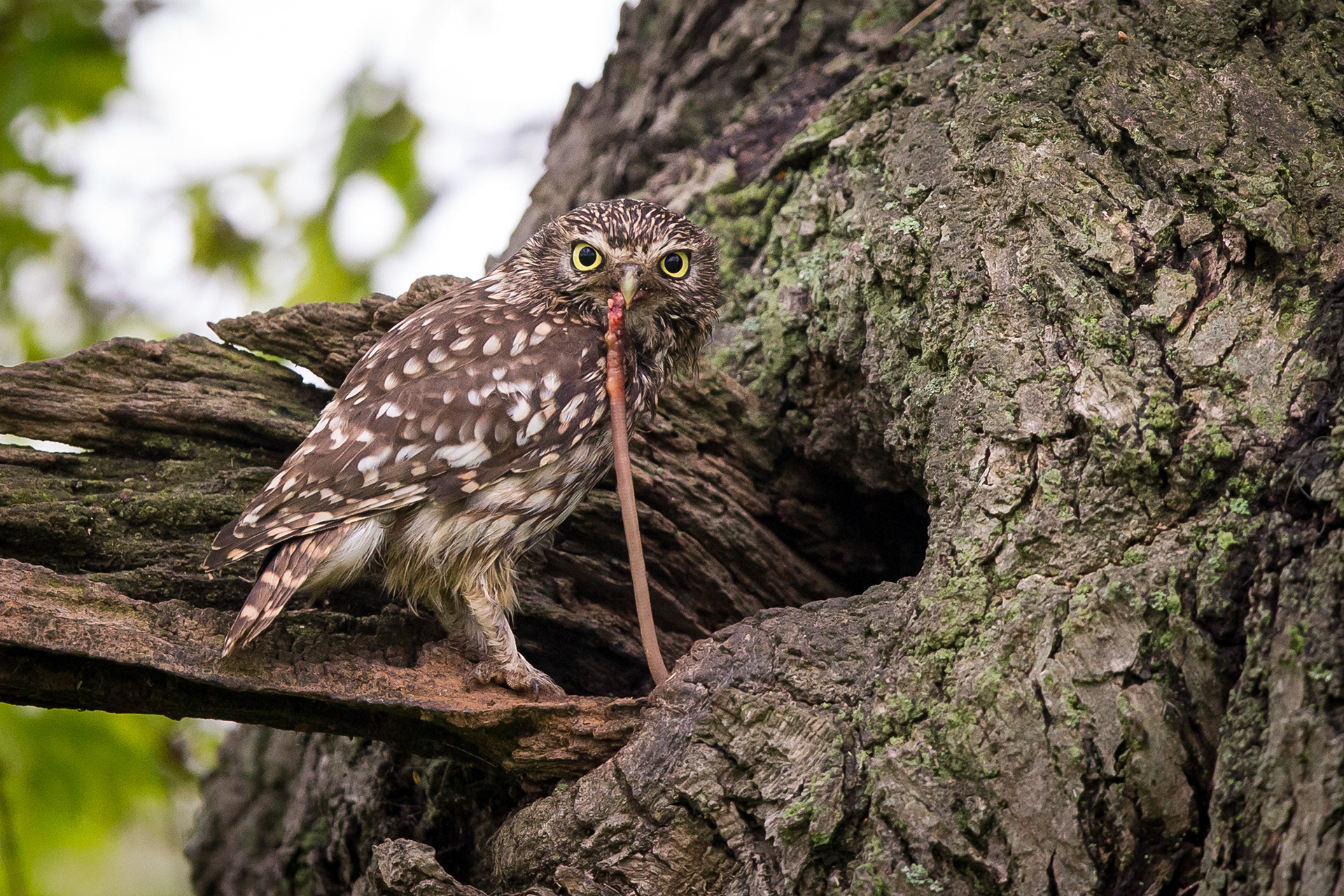 Little Owl, Worcester 2021