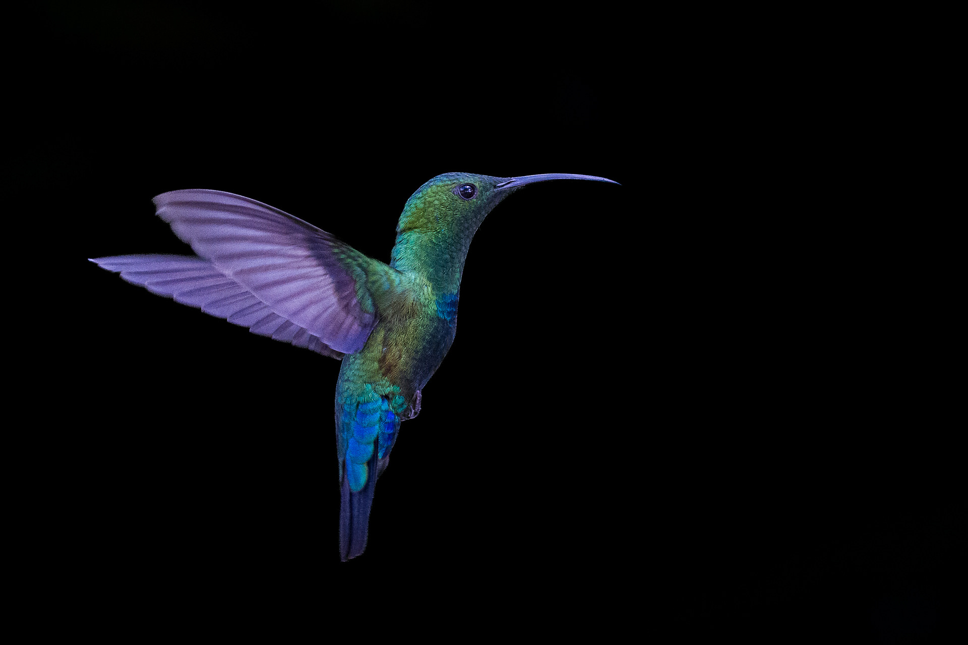 Green-Throated Carib, St Lucia 2016