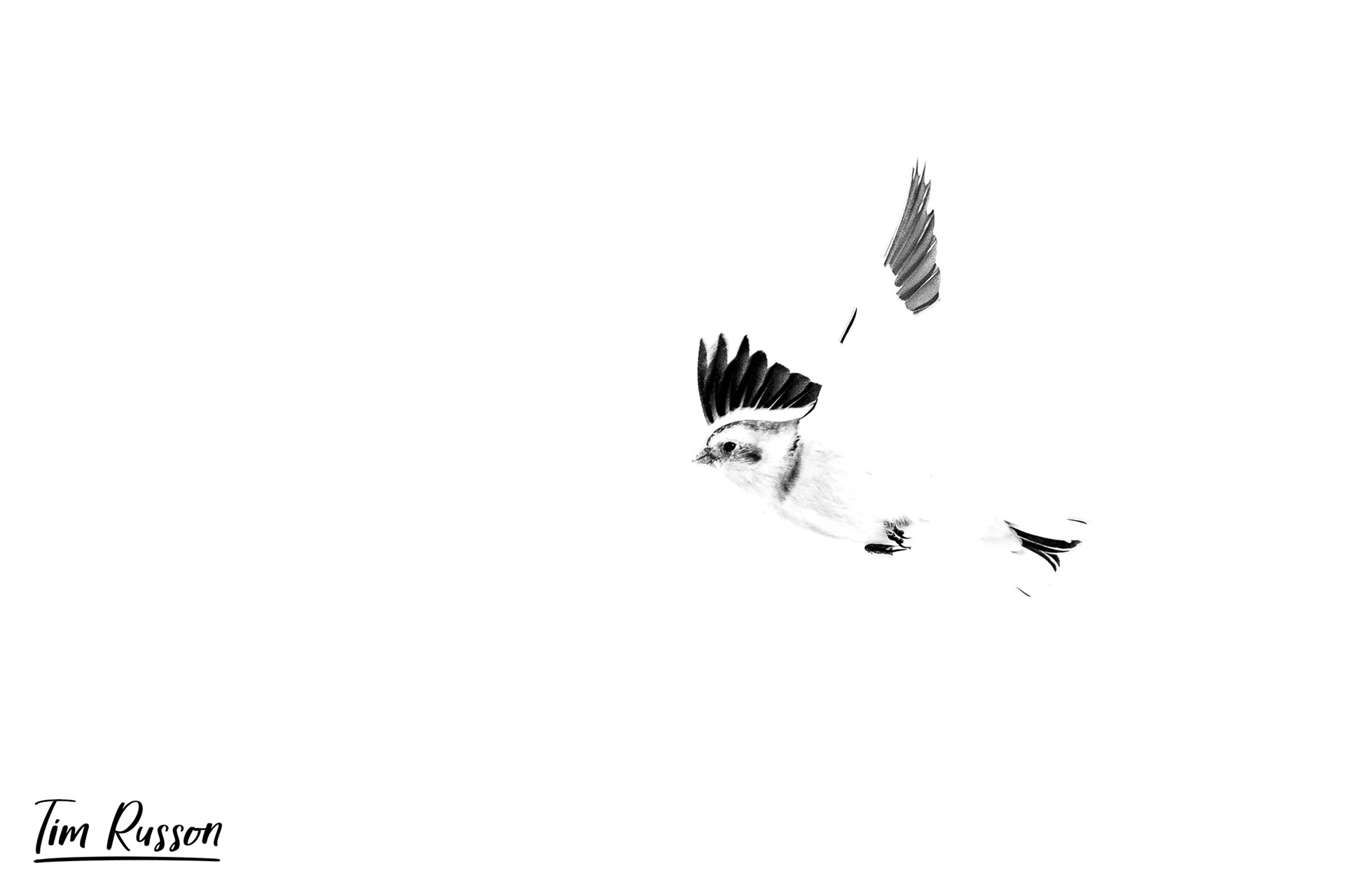 Snow Bunting, Aviemore 2023