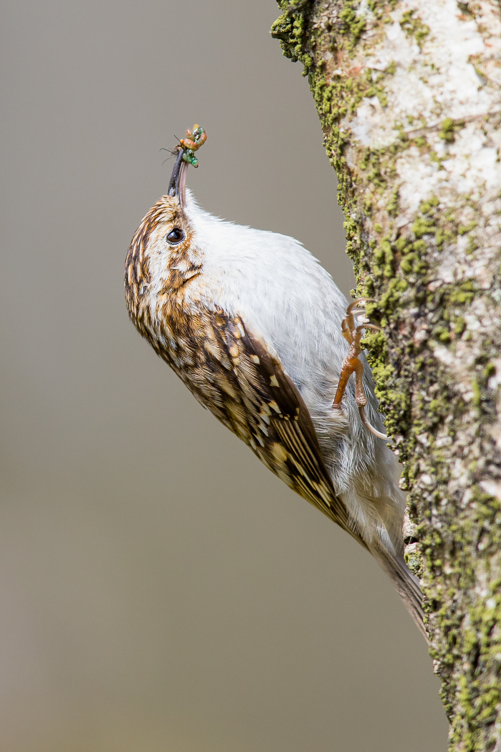 Treecreeper, Derbyshire 2021