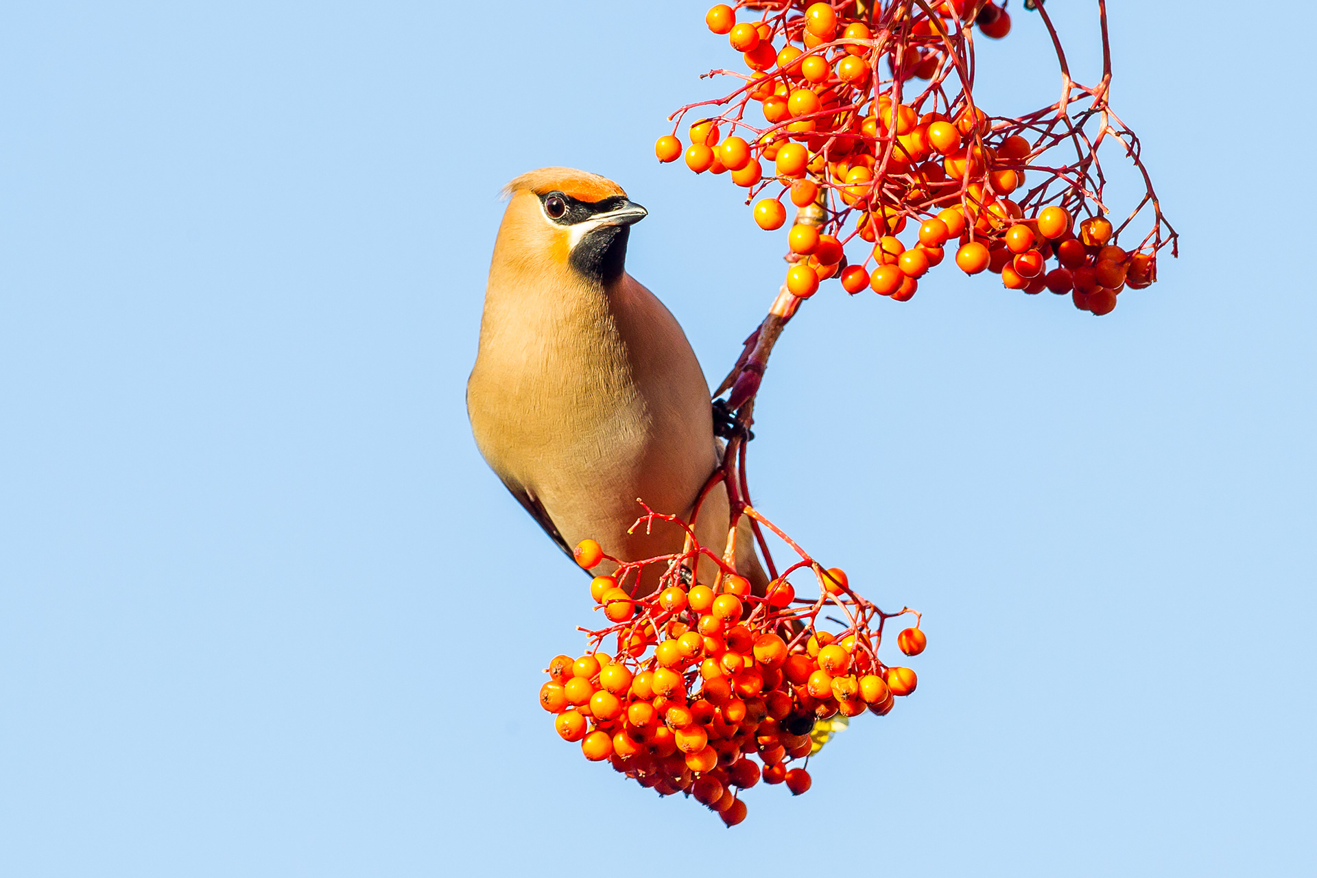 Waxwing, Sheffield 2019